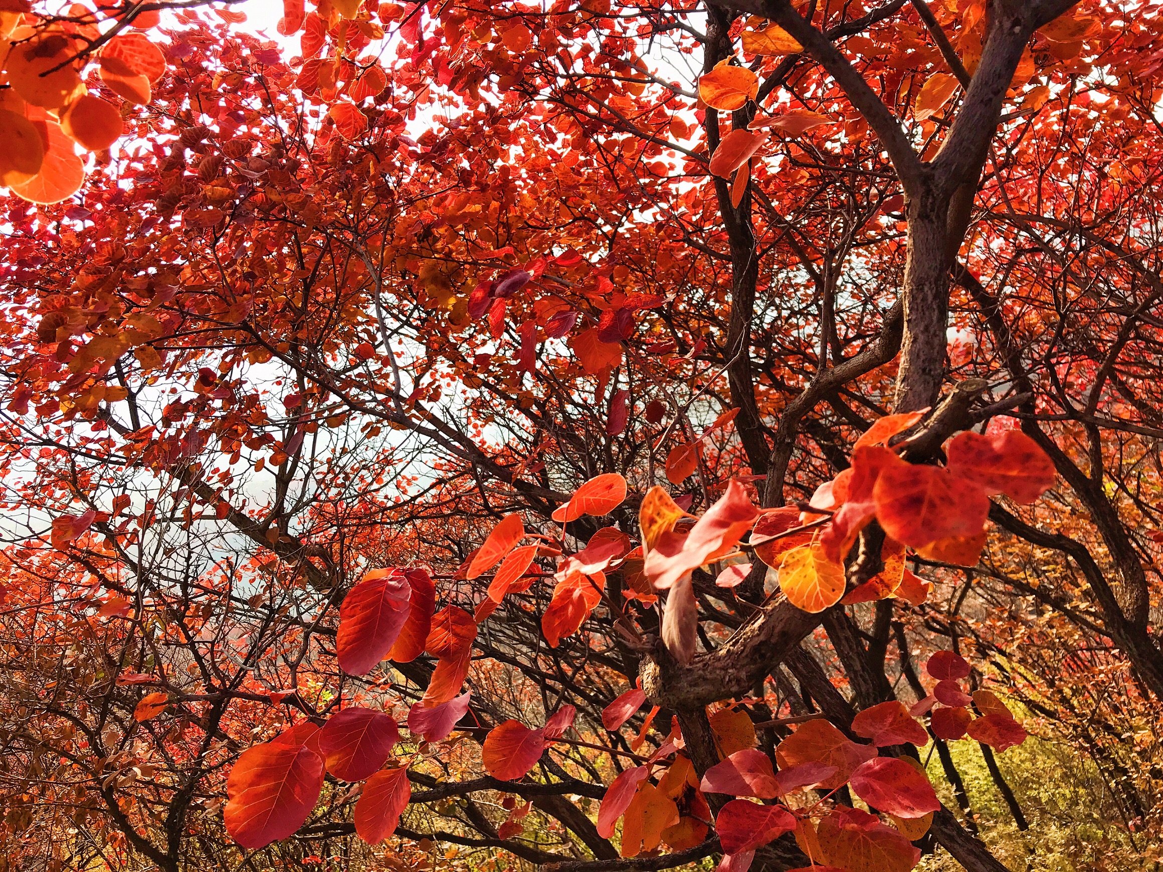 北京近几年看红叶的网红-坡峰岭红叶风景区