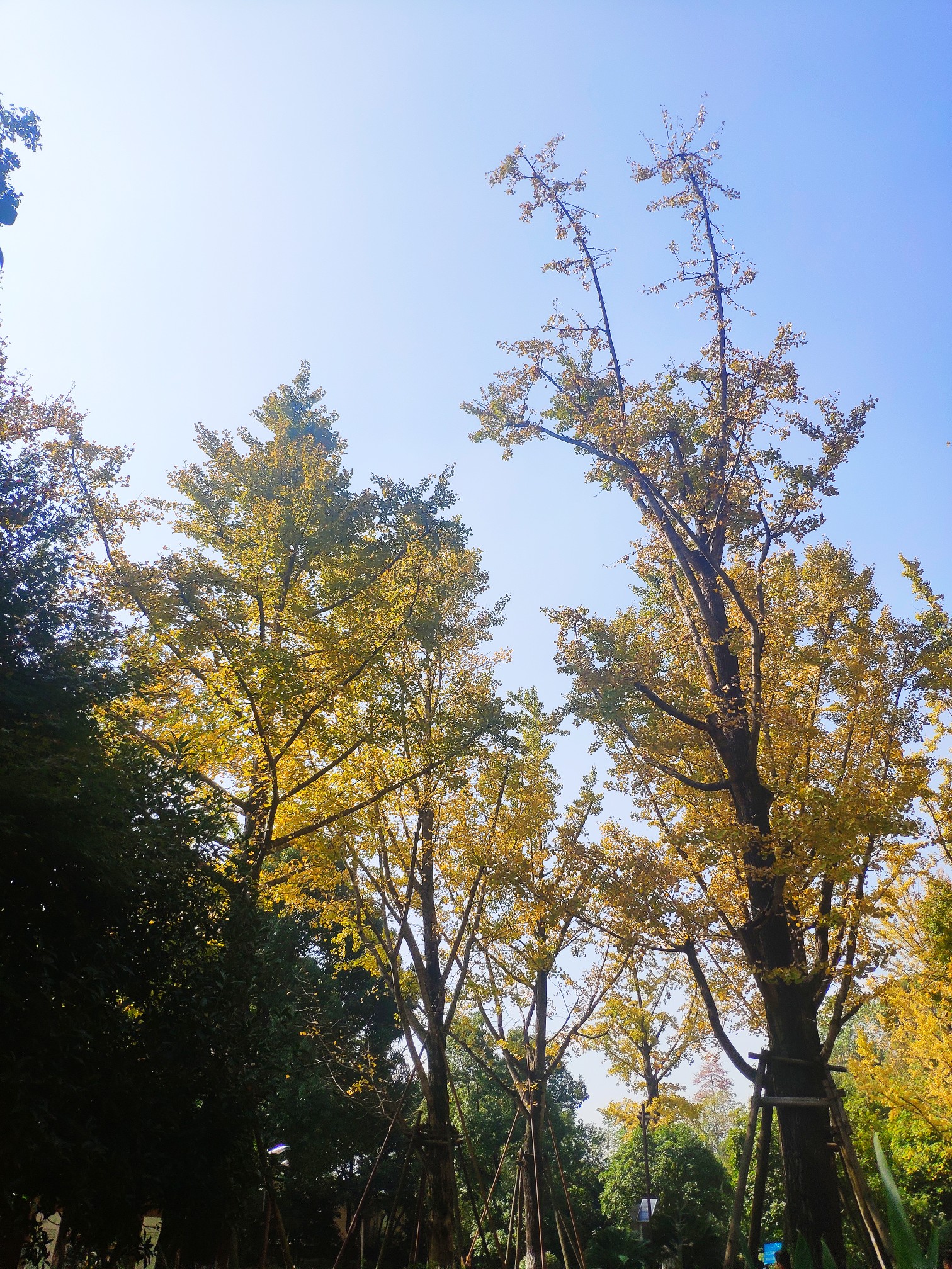 杭州半山国家森林公园，秋天该有的颜色！半山国家森林公园图片