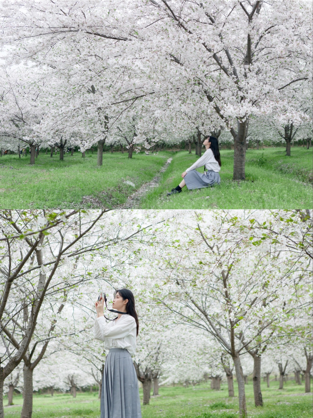 杭州必打卡景点-没想到在杭州还藏着这么大一片樱花花海