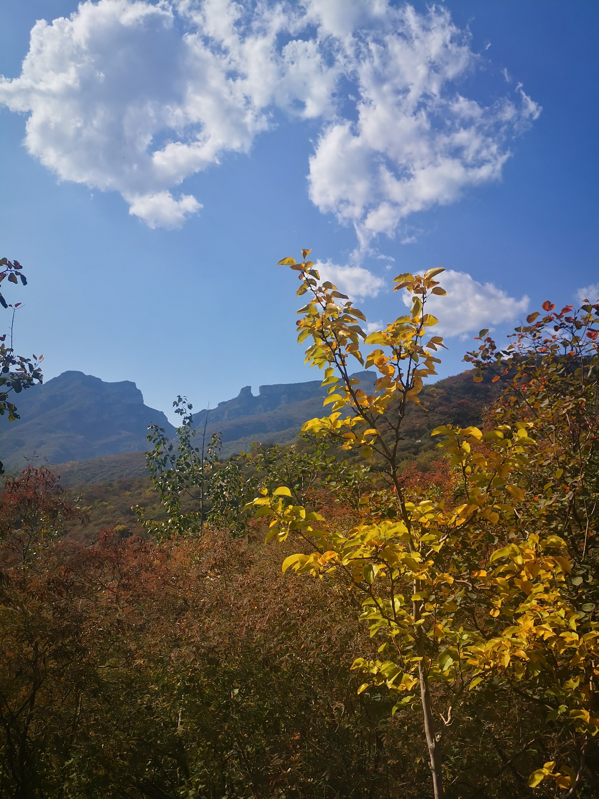坡峰岭红叶节色彩斑斓 相比于香山公园有过之而无不及