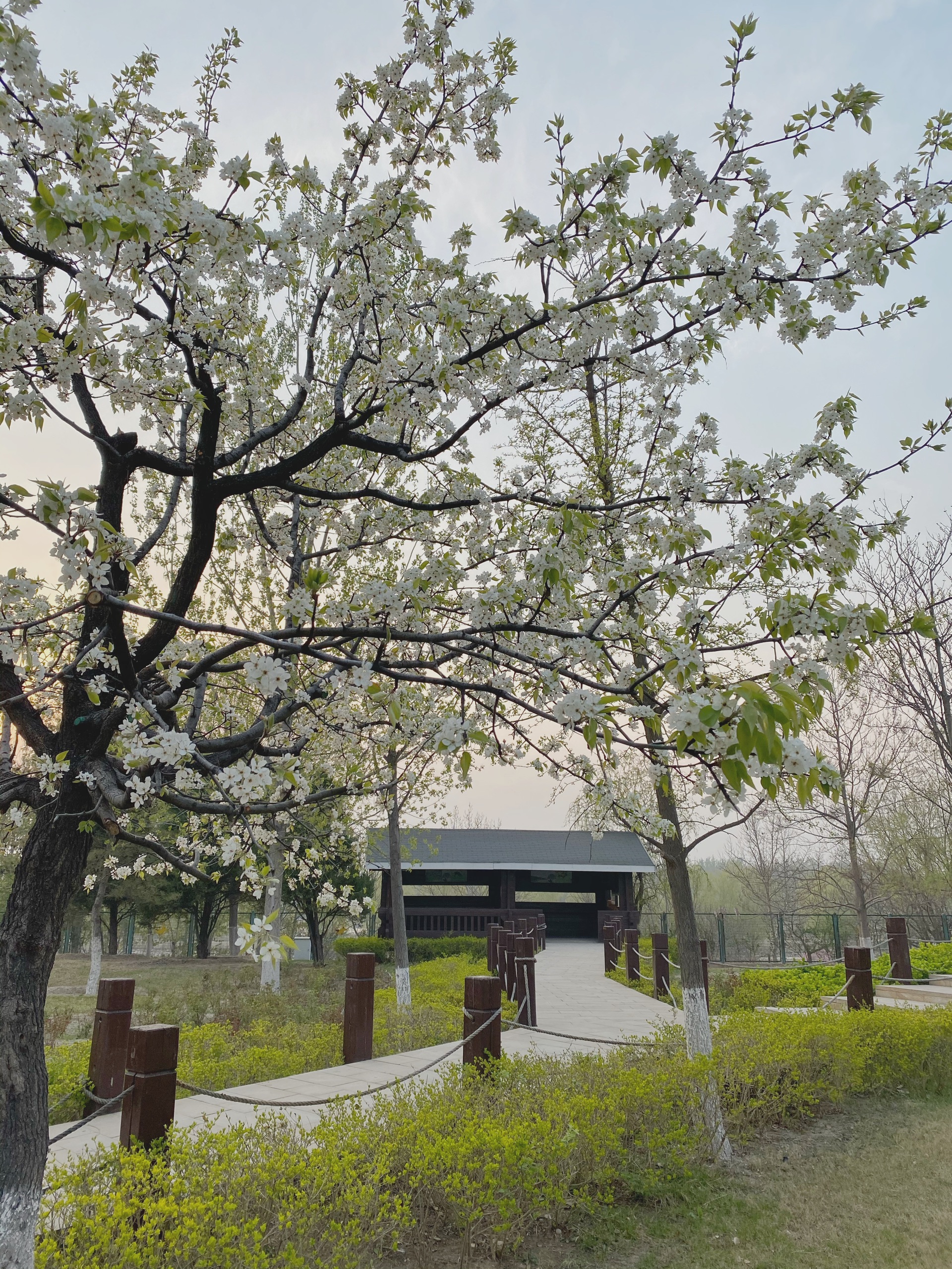 北京的日式风景公园，来自观鹿台的惊喜_南海子麋鹿苑