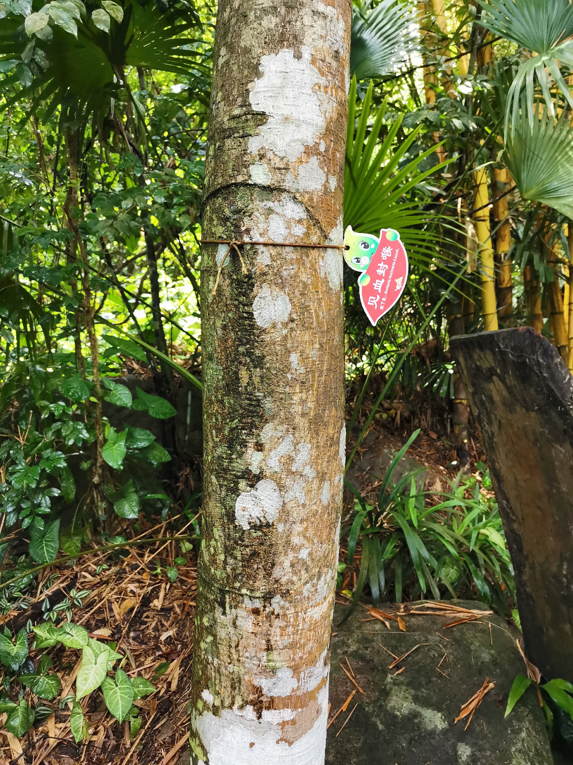 打卡呀诺达热带雨林古树参天，植被茂密，花香鸟语，生机盎然