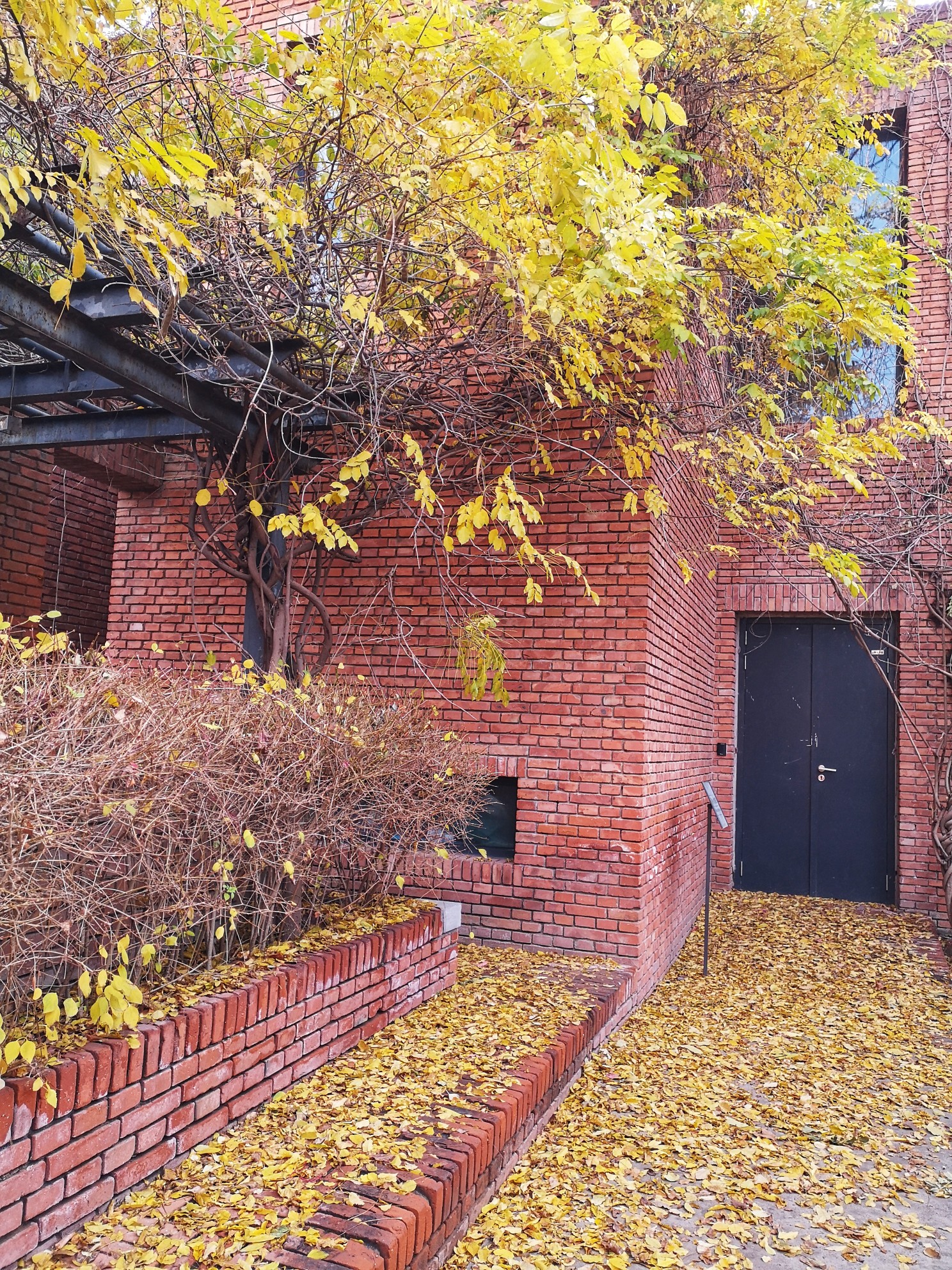 第一场冬雨后的红砖艺术馆，秋走远了吗？