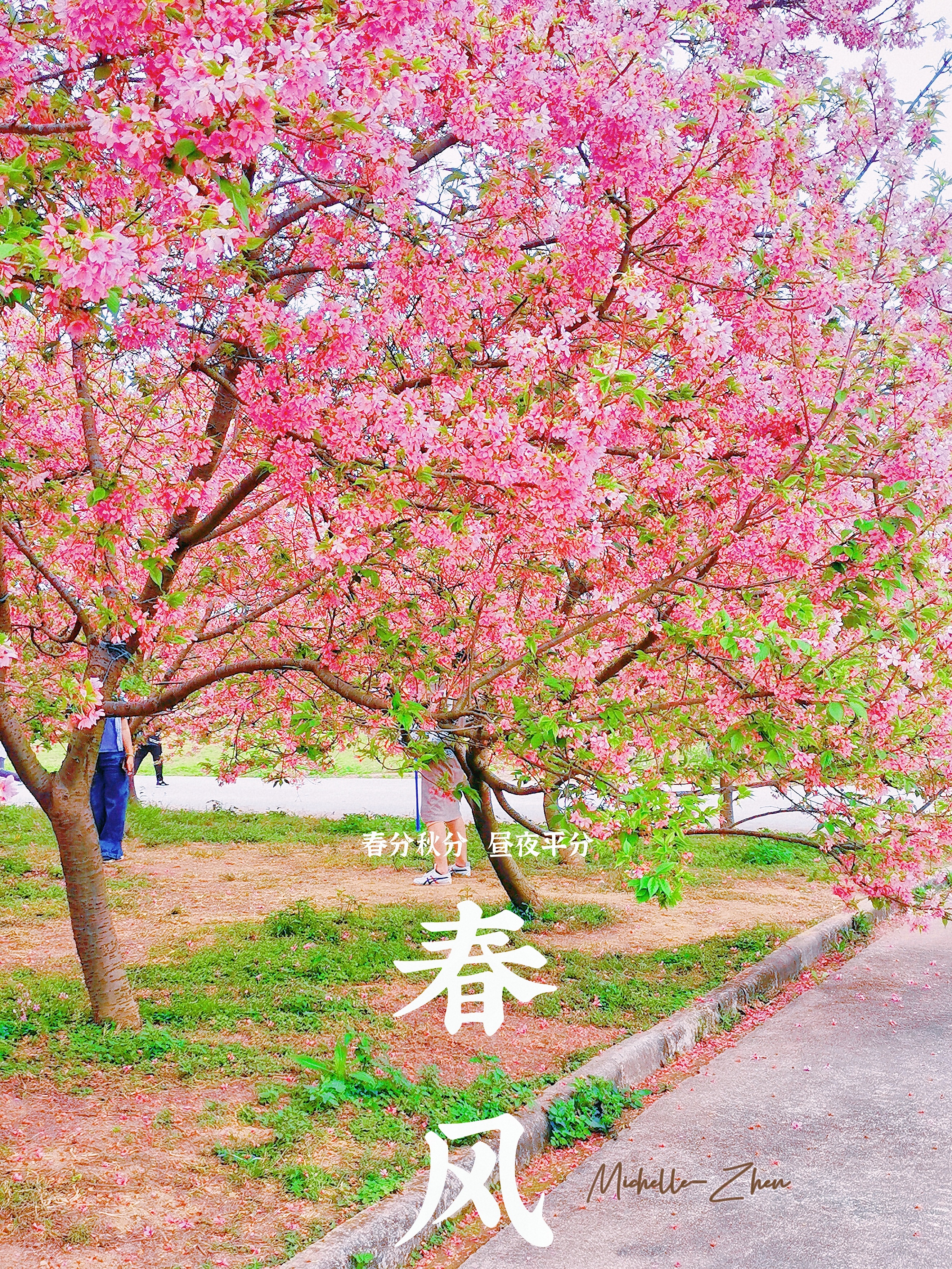 广州周末踏春看花，带父母小孩自驾——天适樱花悠乐园