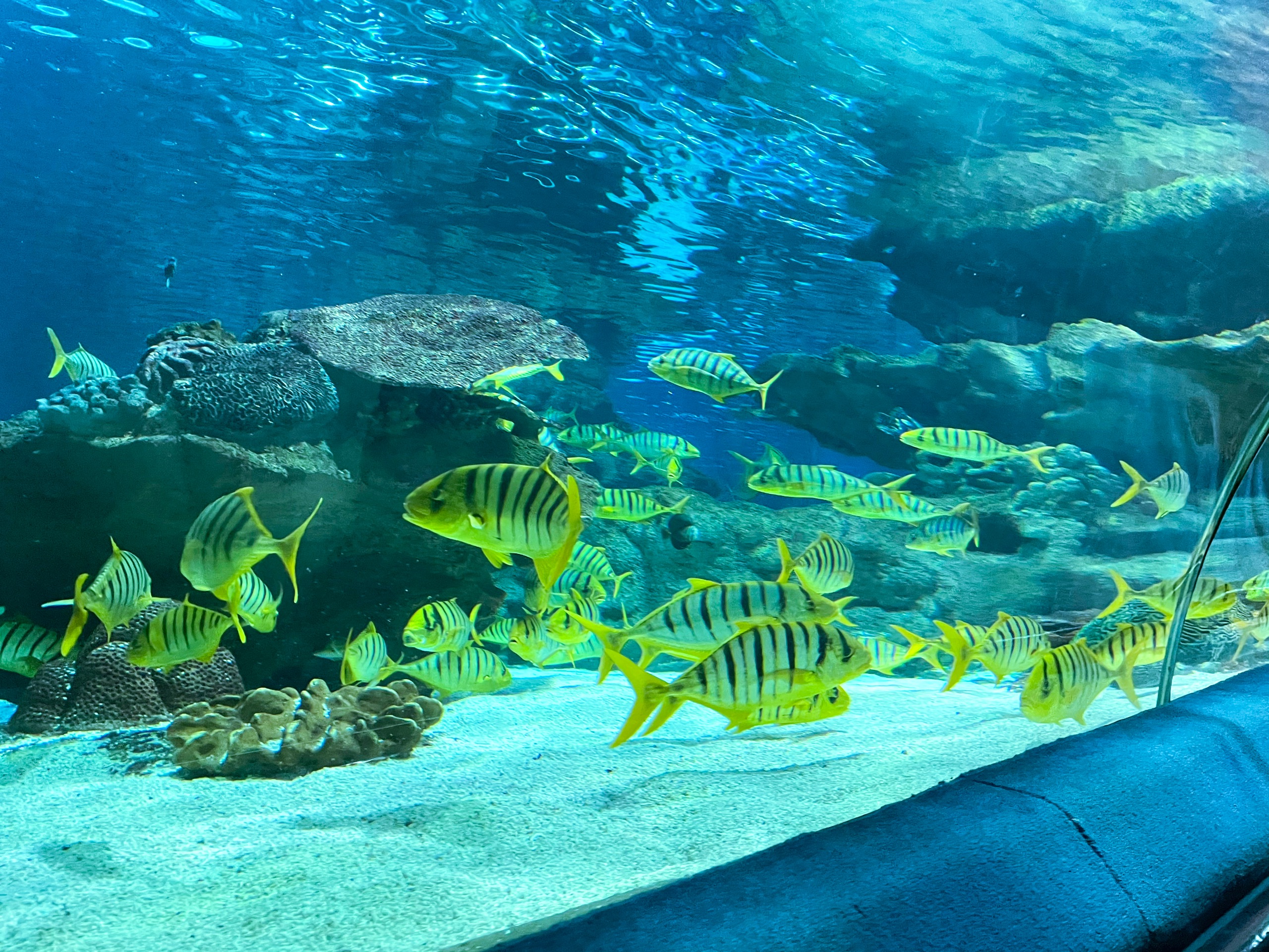 富国海底世界_北京第一座五星级海洋水族馆
