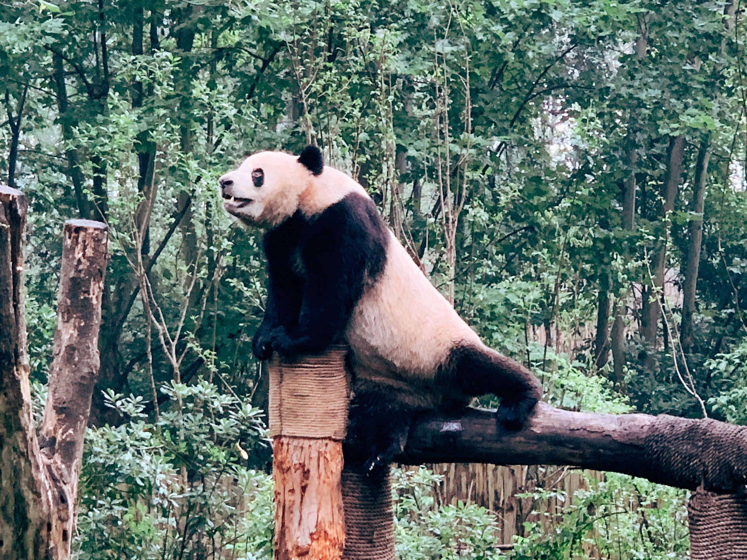 打卡成都大熊猫繁育研究基地-国宝太可爱了