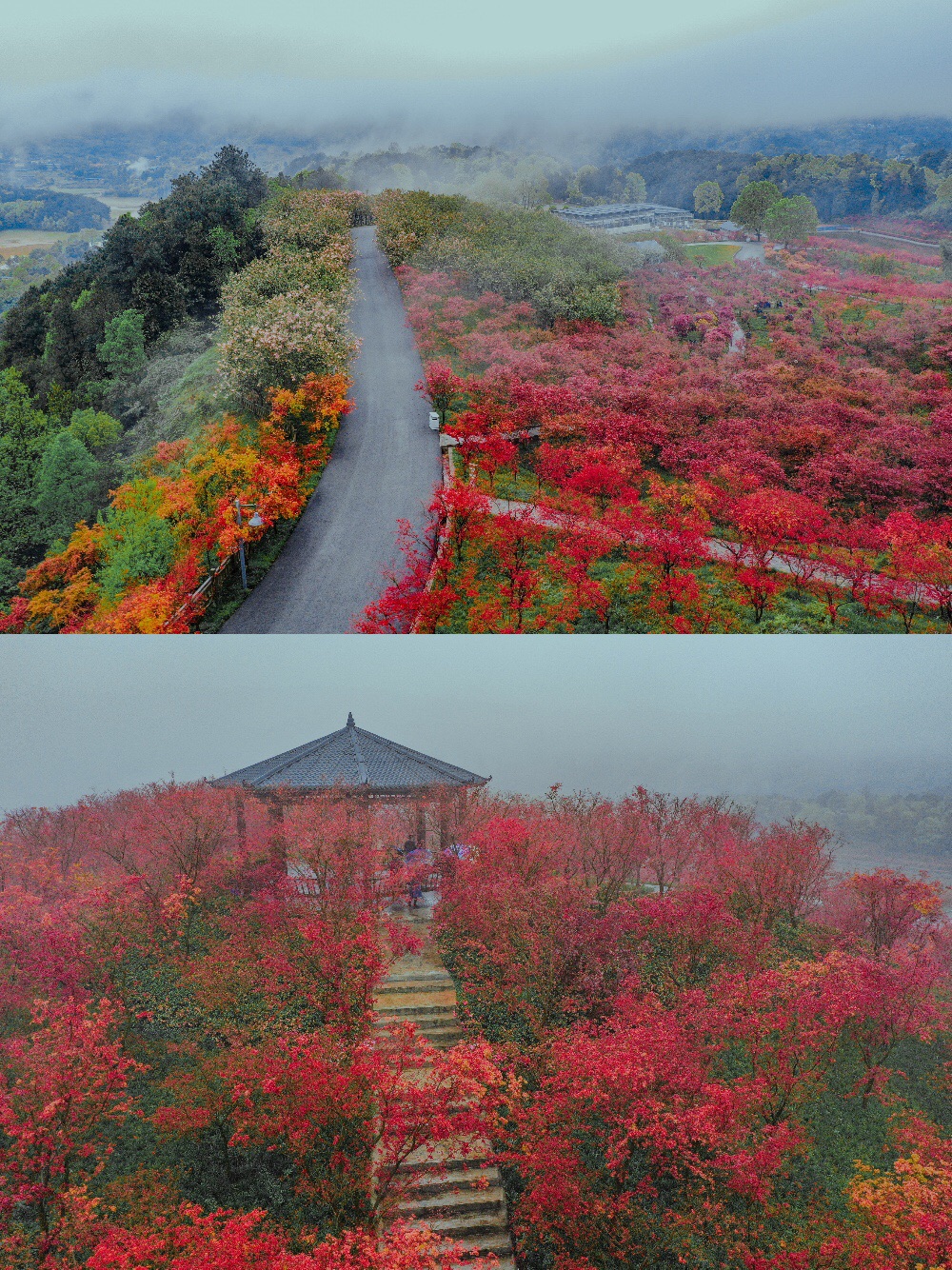 重庆超美红叶拍照地此刻正当时_南湖多彩植物园