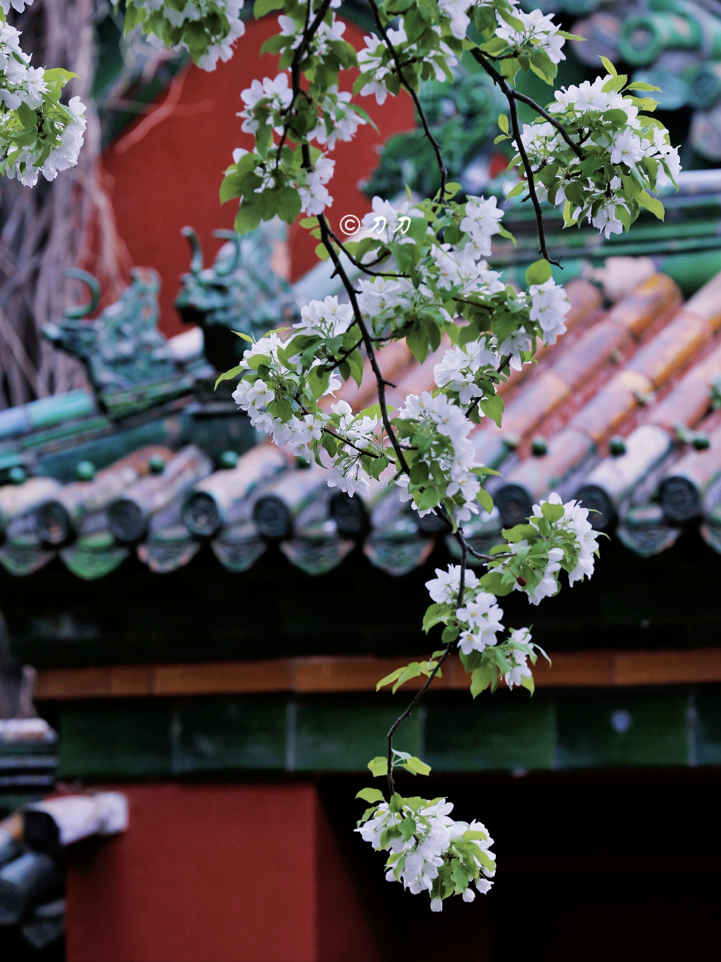 2023京城看白色春花的真正小众去处｜团城三白_北海公园-团城