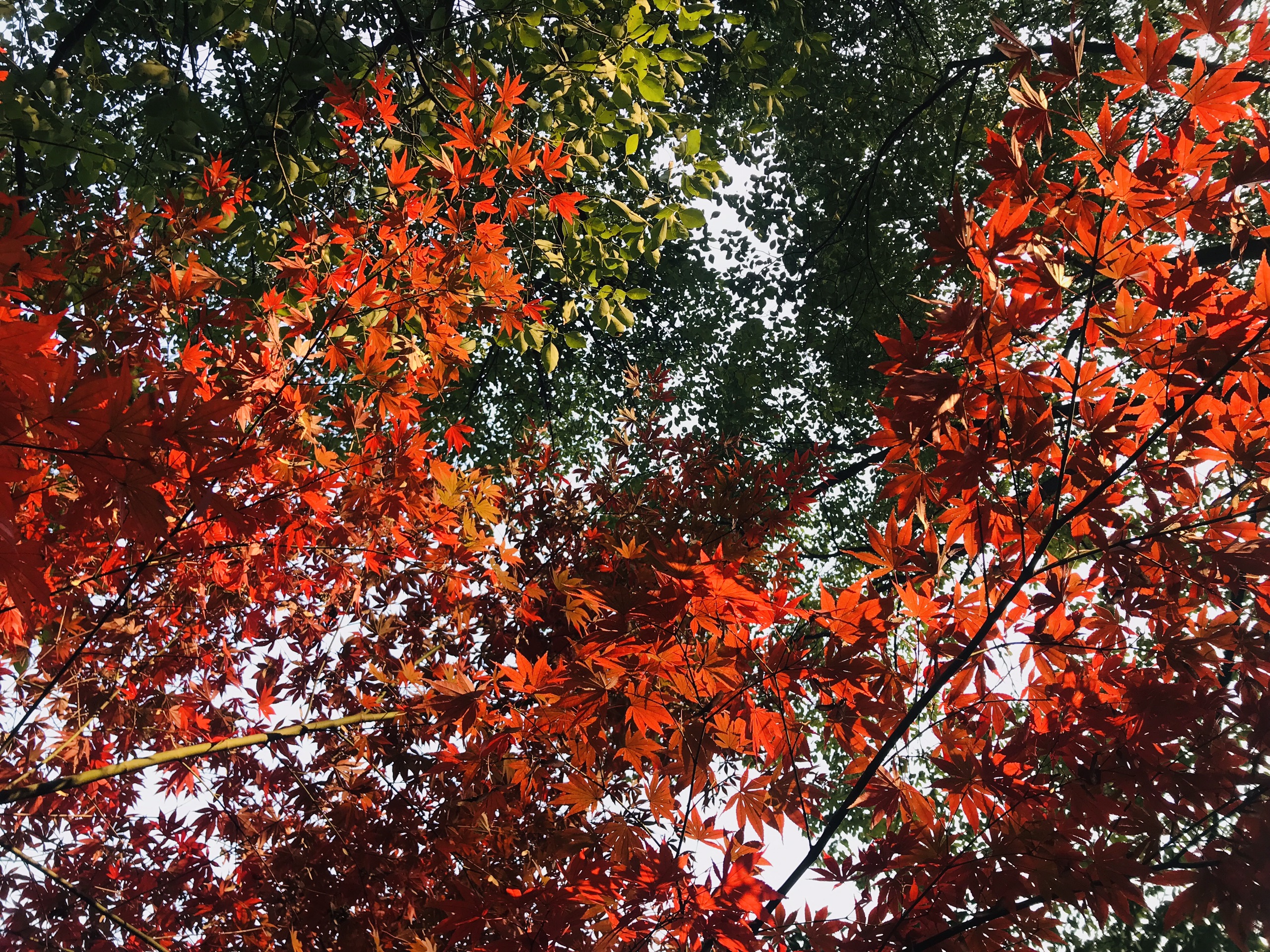秋冬的半山枫叶也太美了——2020年底打卡杭州半山国家森林公园
