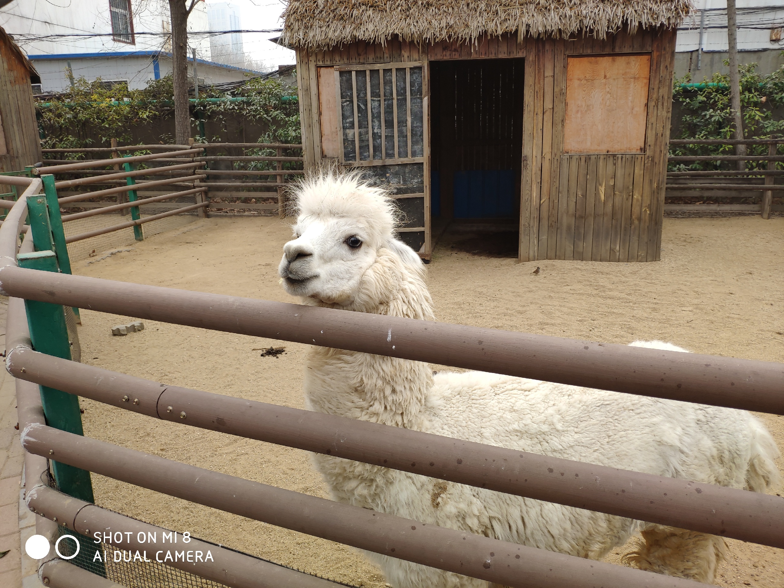 平平淡淡，开开心心，幸福快乐，健康成长-郑州市动物园