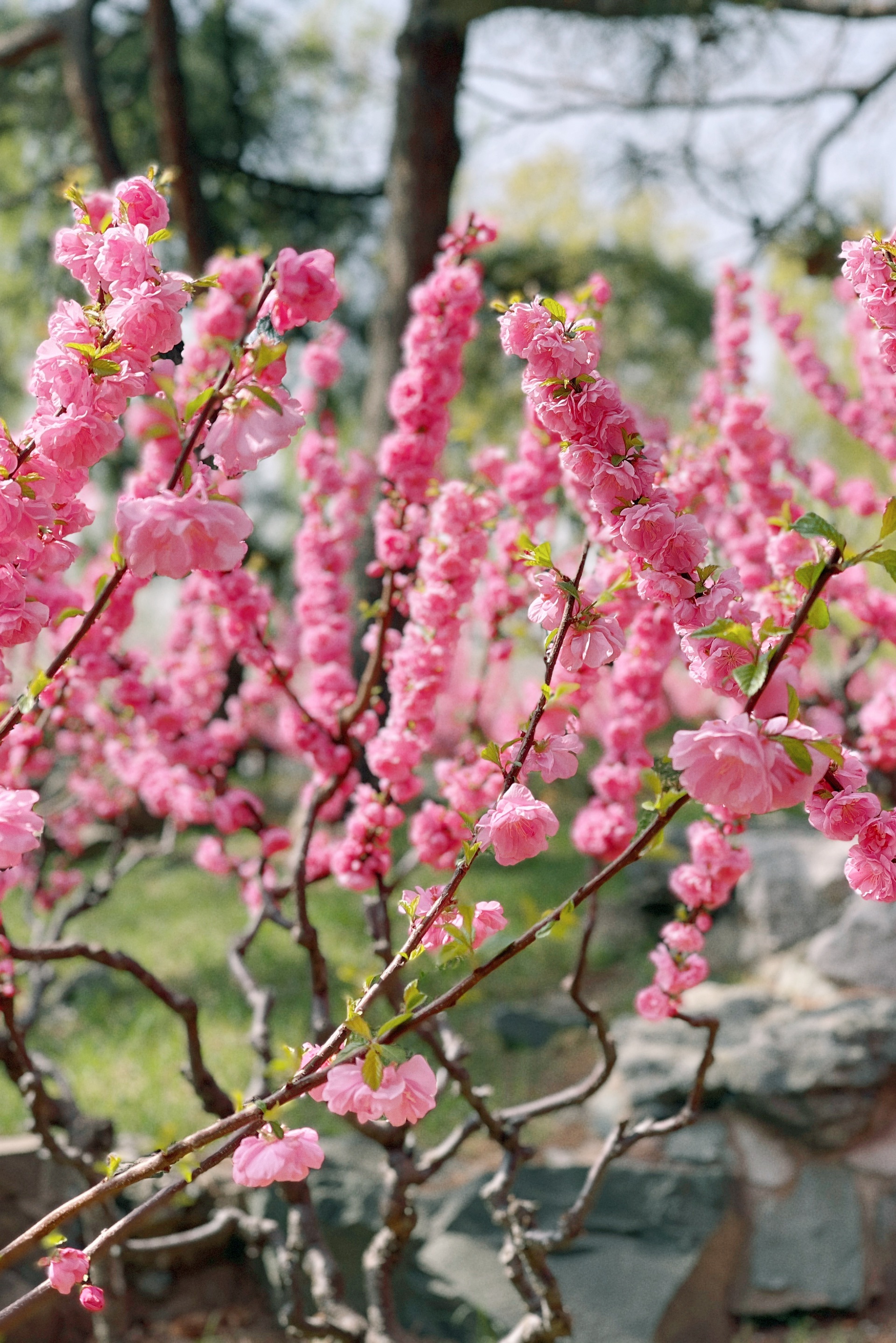 春天必须打卡✔️北京中山公园看花儿朵朵开