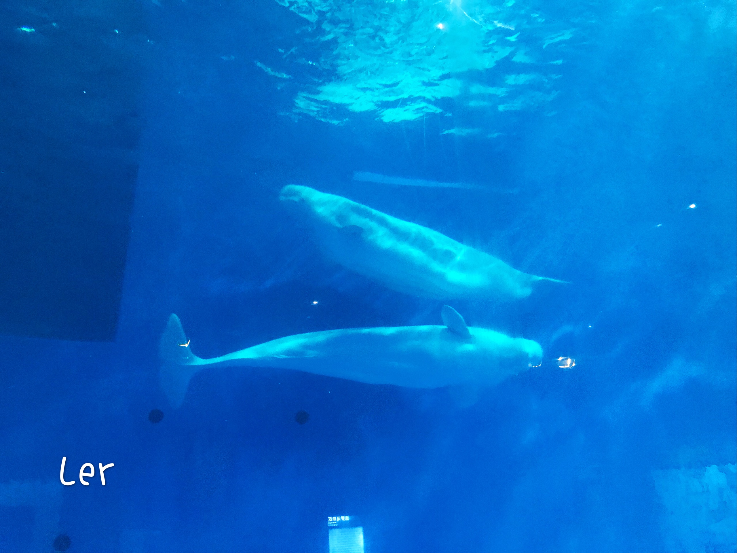 西安华夏文旅海洋公园极地鲸豚馆
