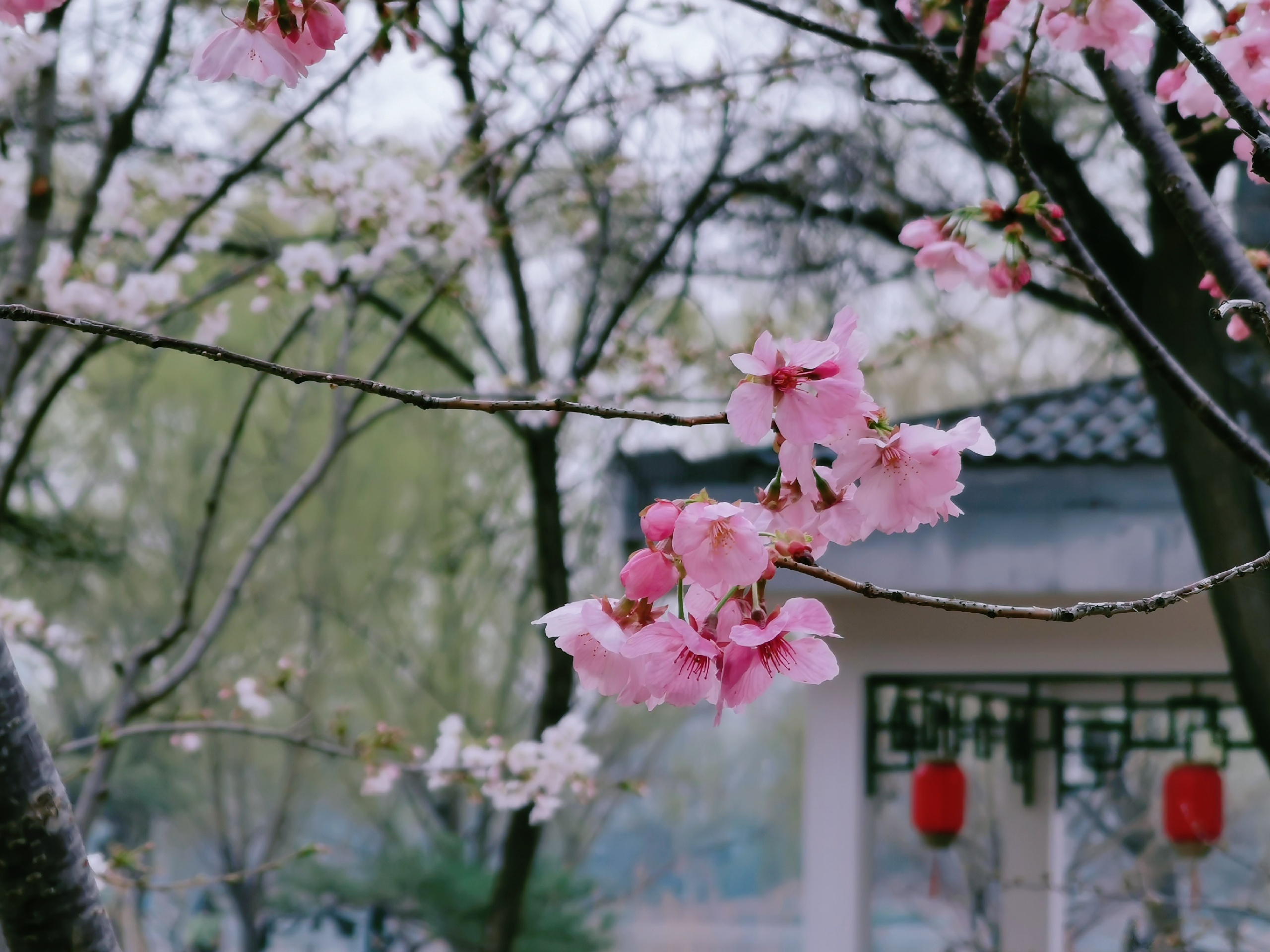 北京赏樱花好去处！！！北京玉渊潭公园樱花开了