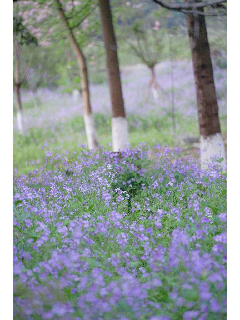 成都竟藏一大片开满紫色花朵的浪漫静谧的梦幻森林！青杨树湿地公园