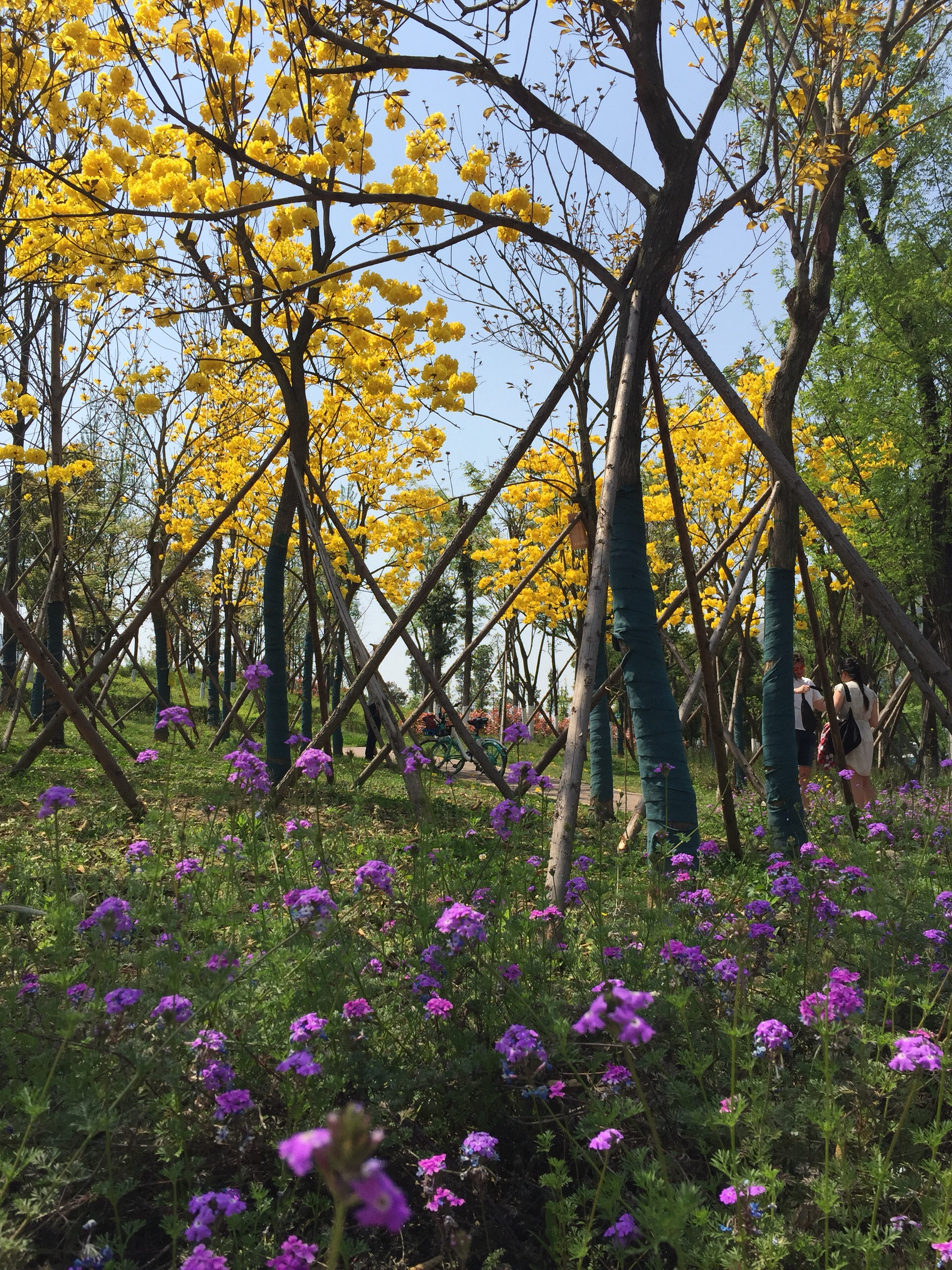 春天最明艳的颜色_桂溪生态公园