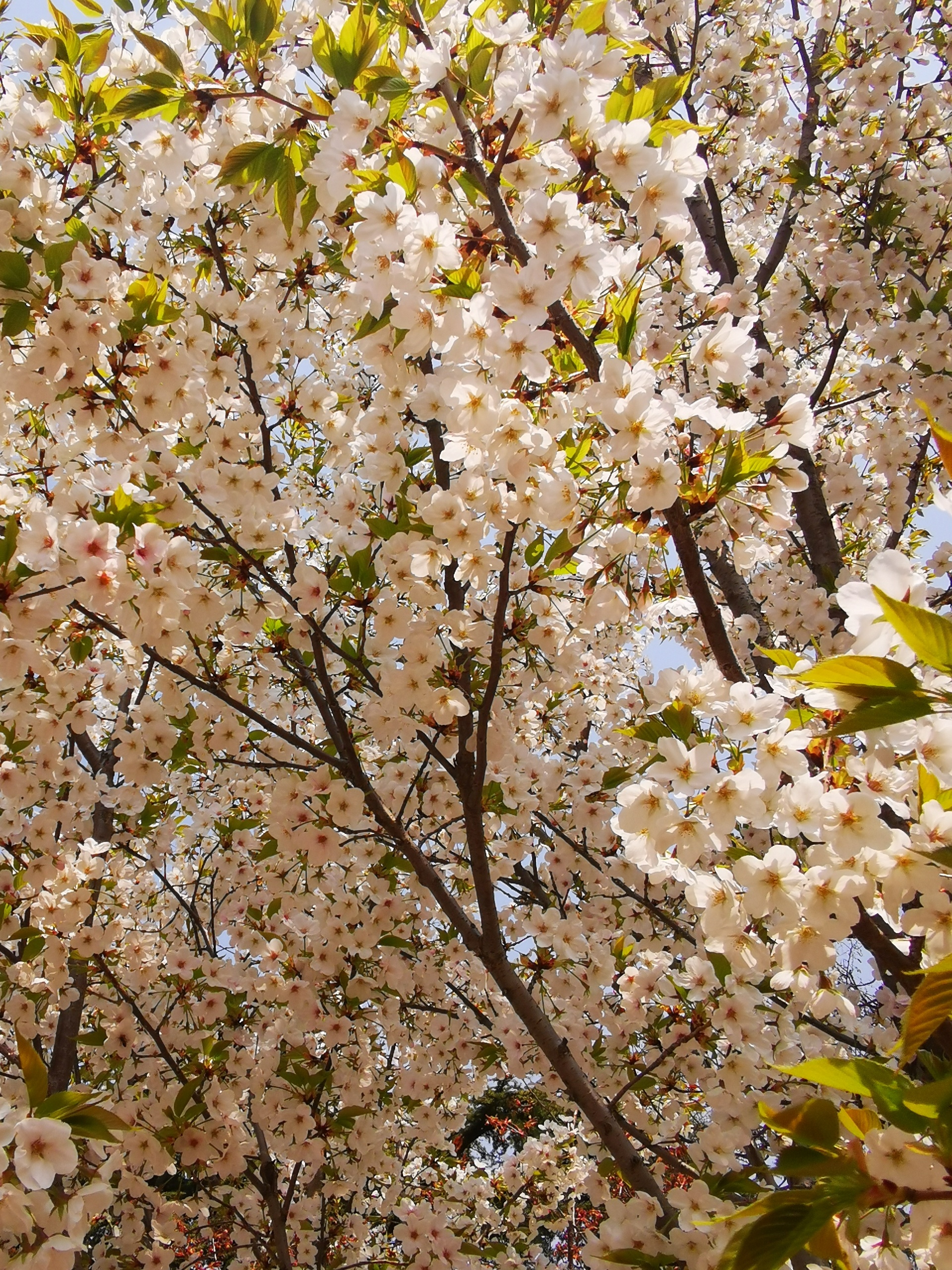 青岛赏花正当时 | 带你看看家门口的春天-沧口公园