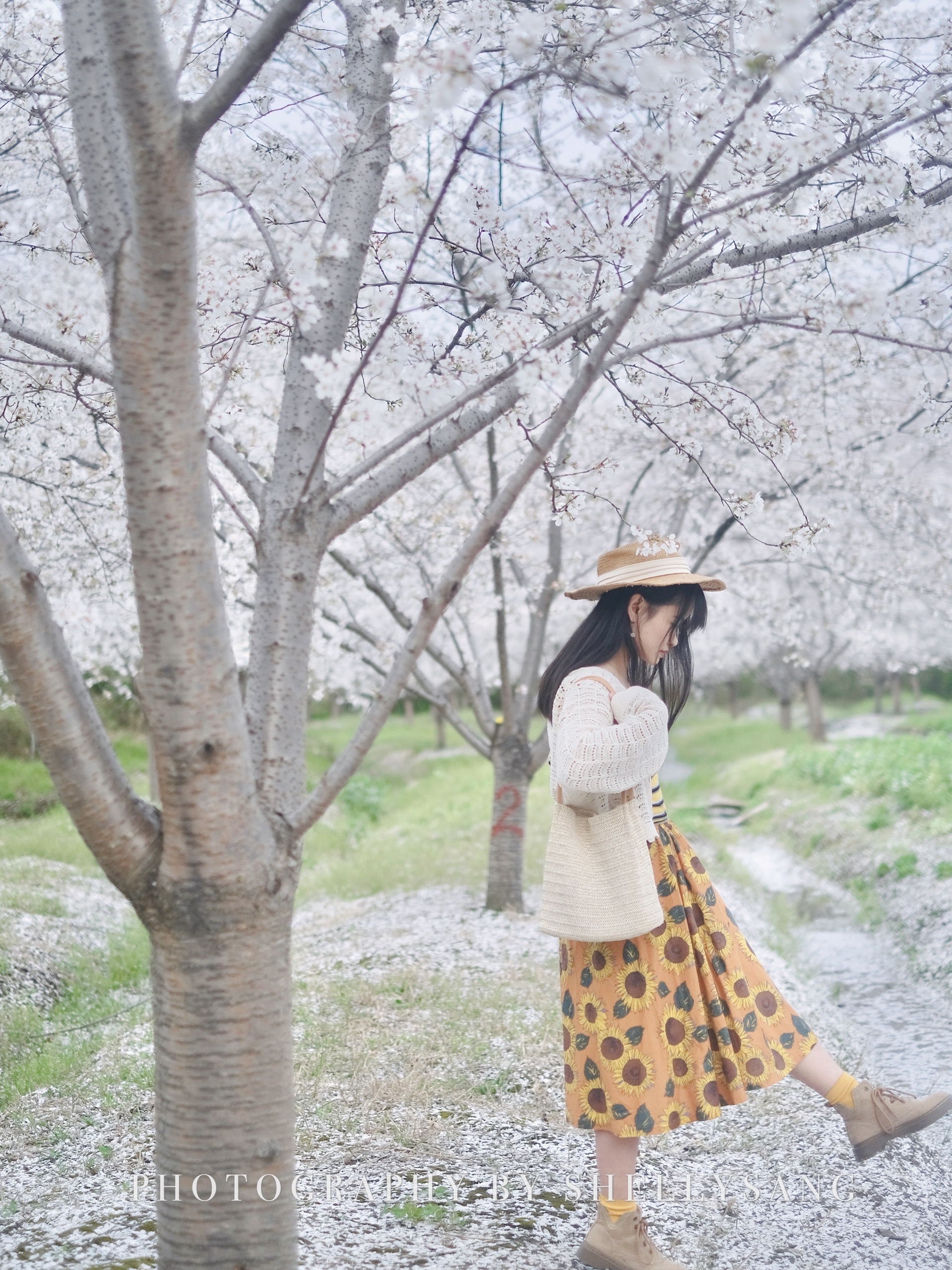 杭州四歌樱花园7000棵染井吉野在这里开成海，春日的浪漫请在这里免费领取呀