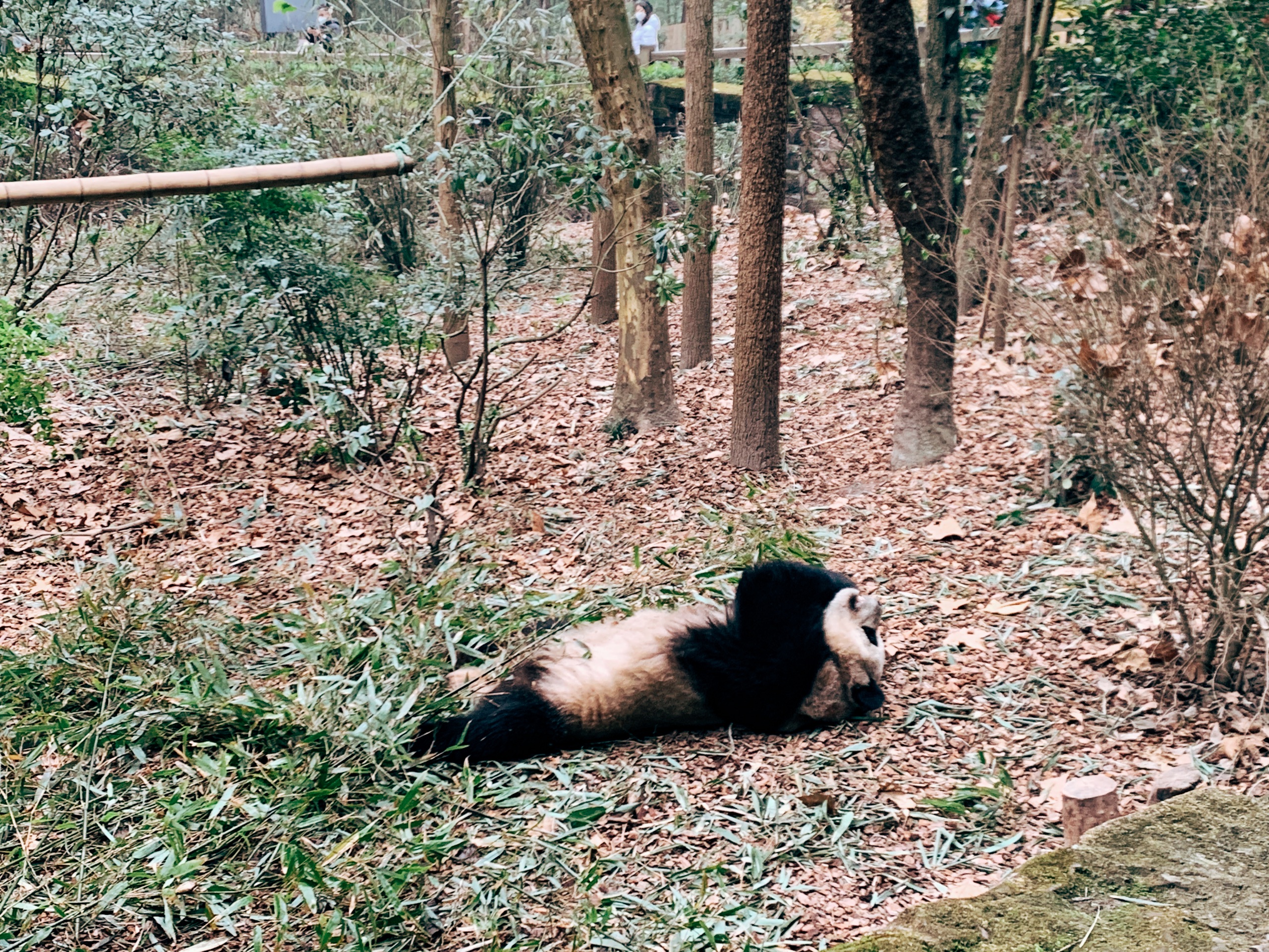 成都大熊猫繁育研究基地里面躺吃躺睡一天