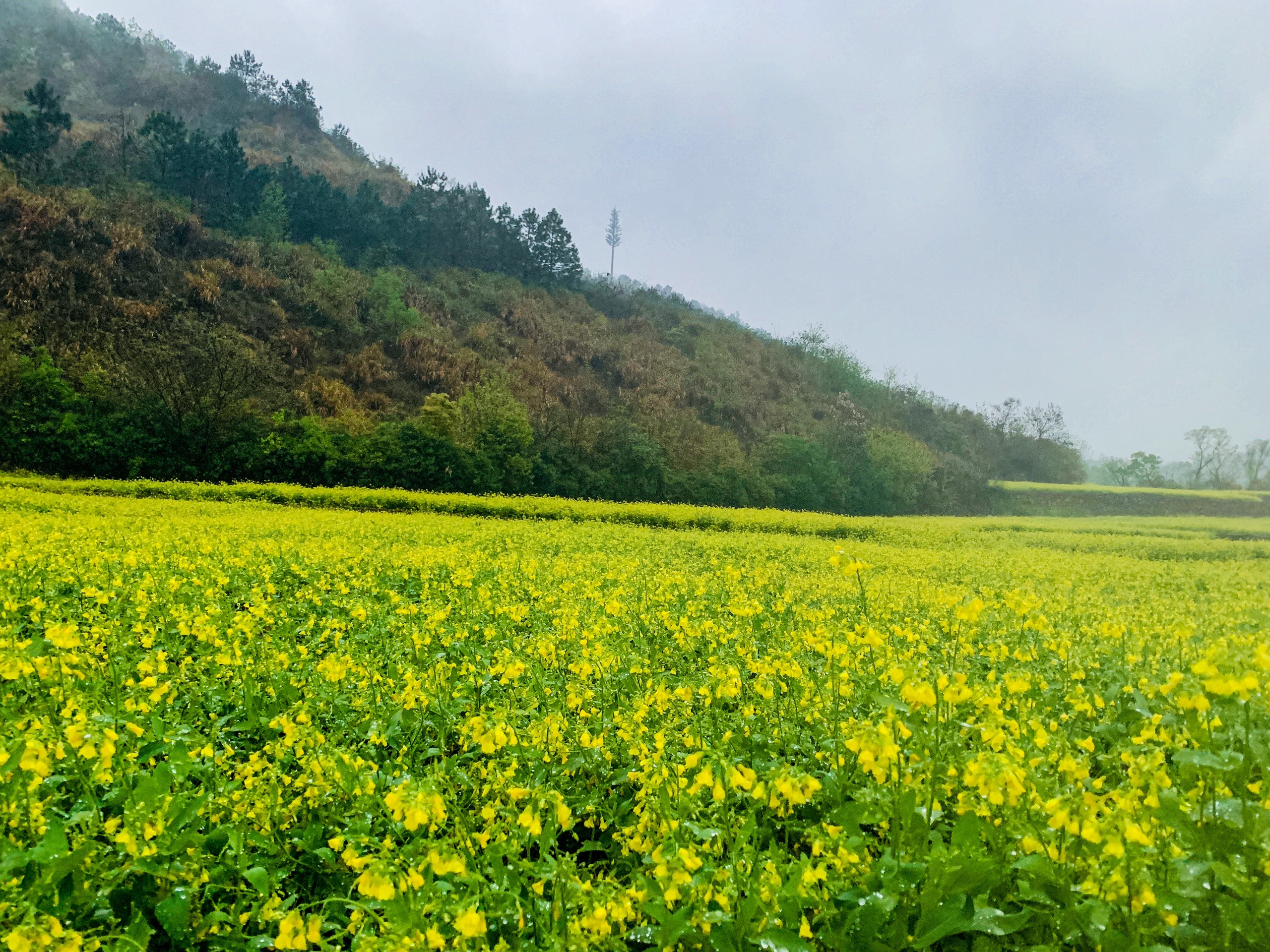 杭州冒雨都要去打卡的油菜花田，位于良渚矿坑探险公园内