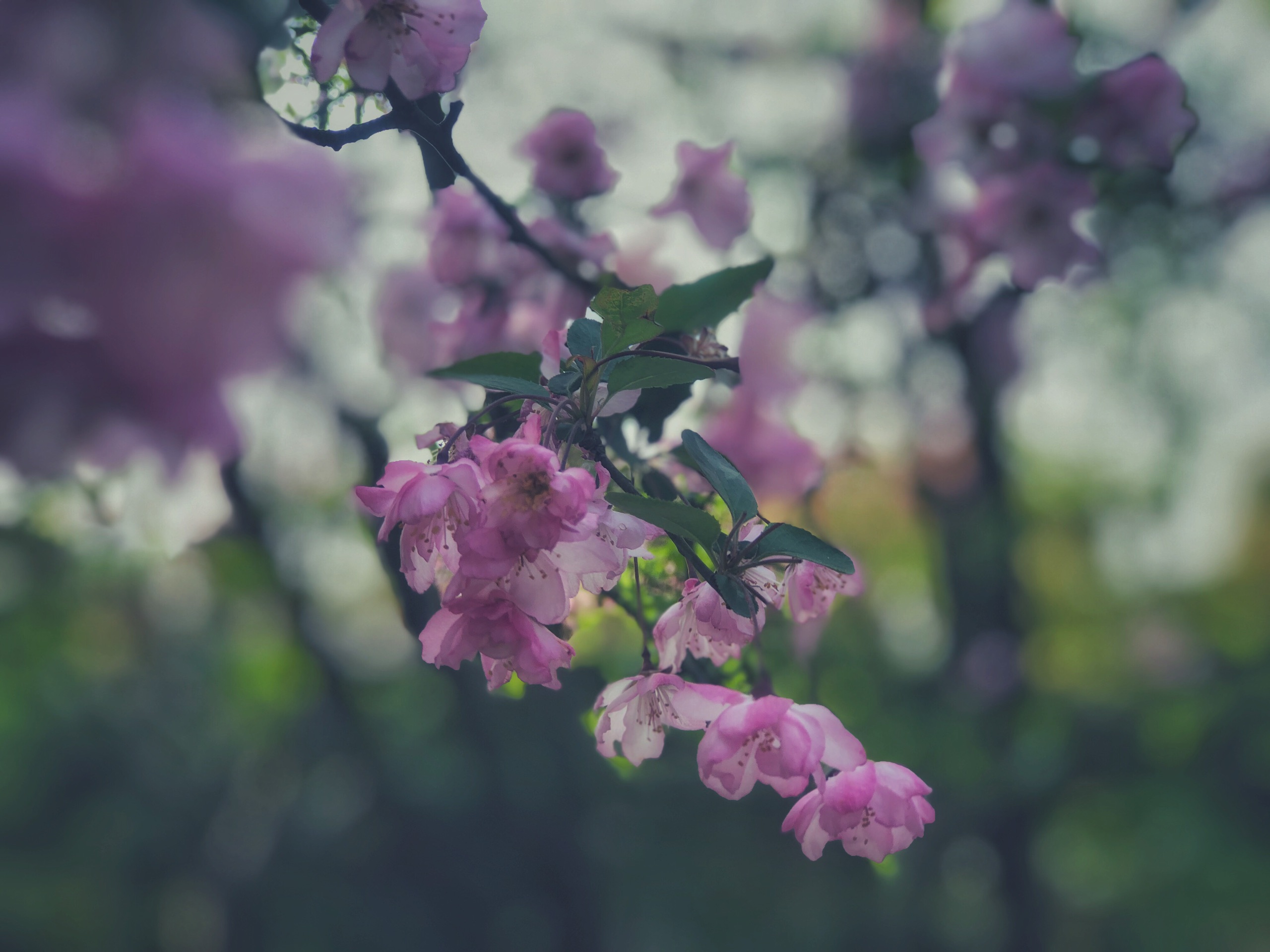南岸区之肺——春游踏青赏花_重庆南山植物园