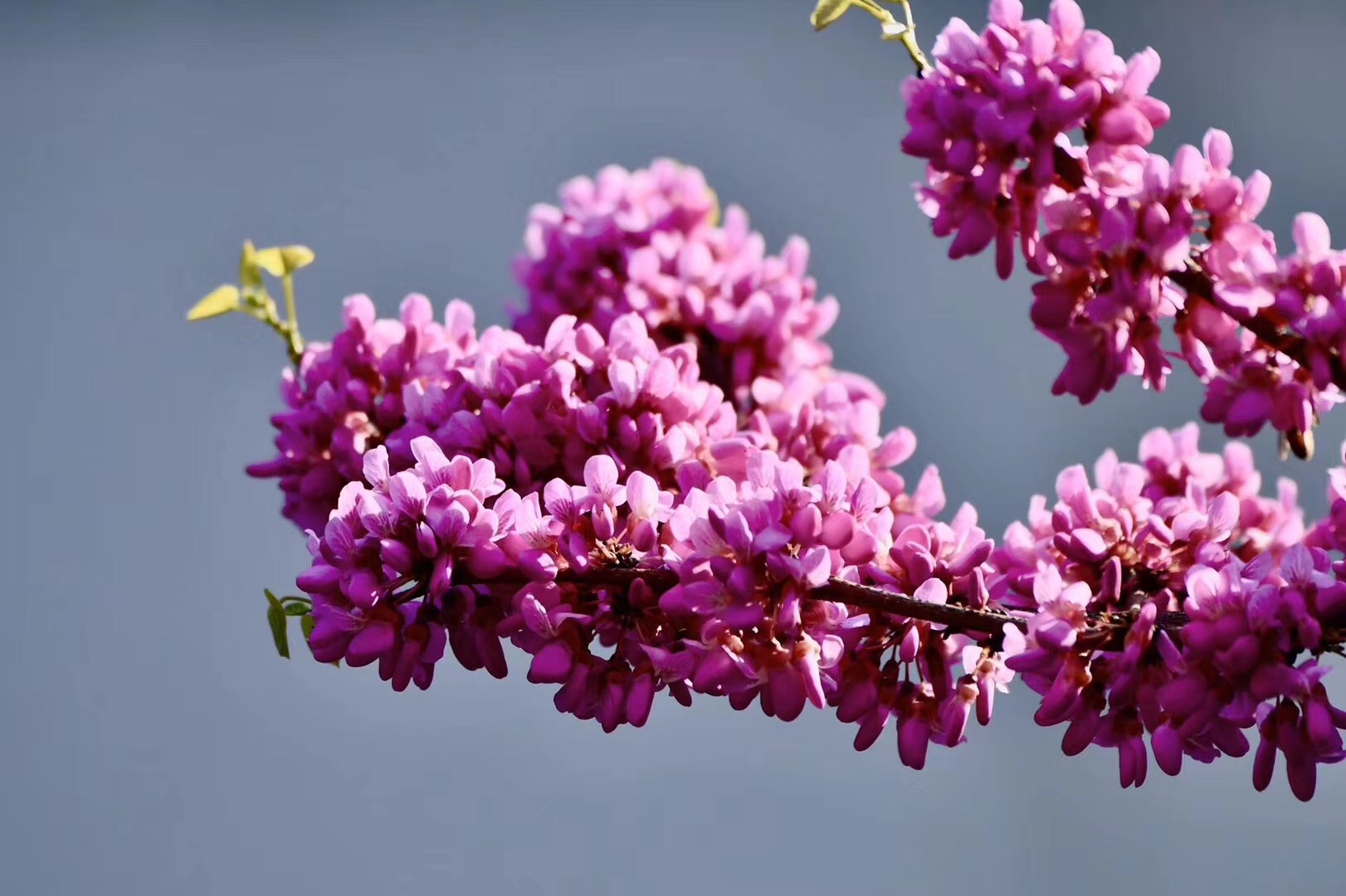 春天到了，【南山植物园】花都开好了！