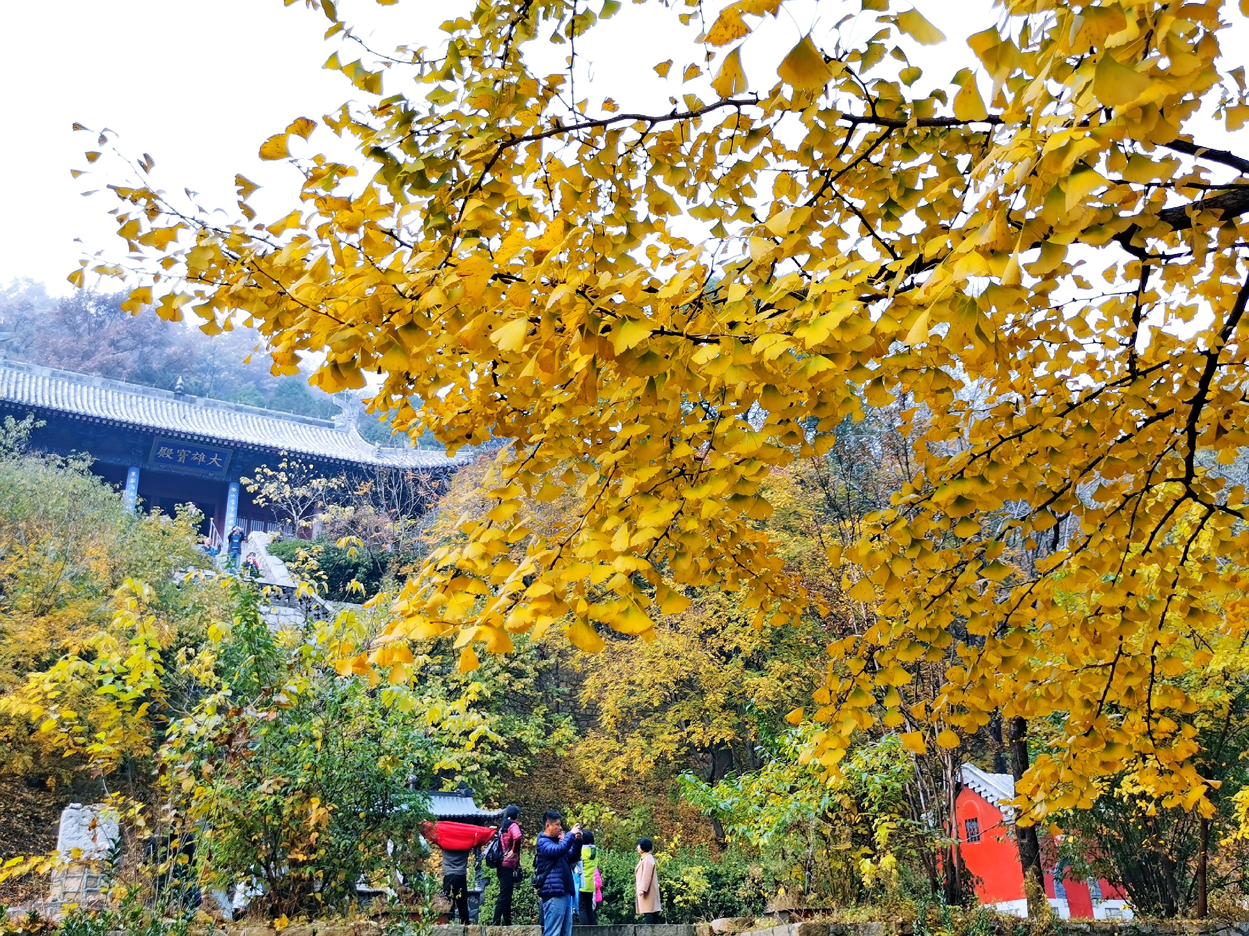 玉泉寺  一树黄金一树诗！深秋，是玉泉寺最美的时候，