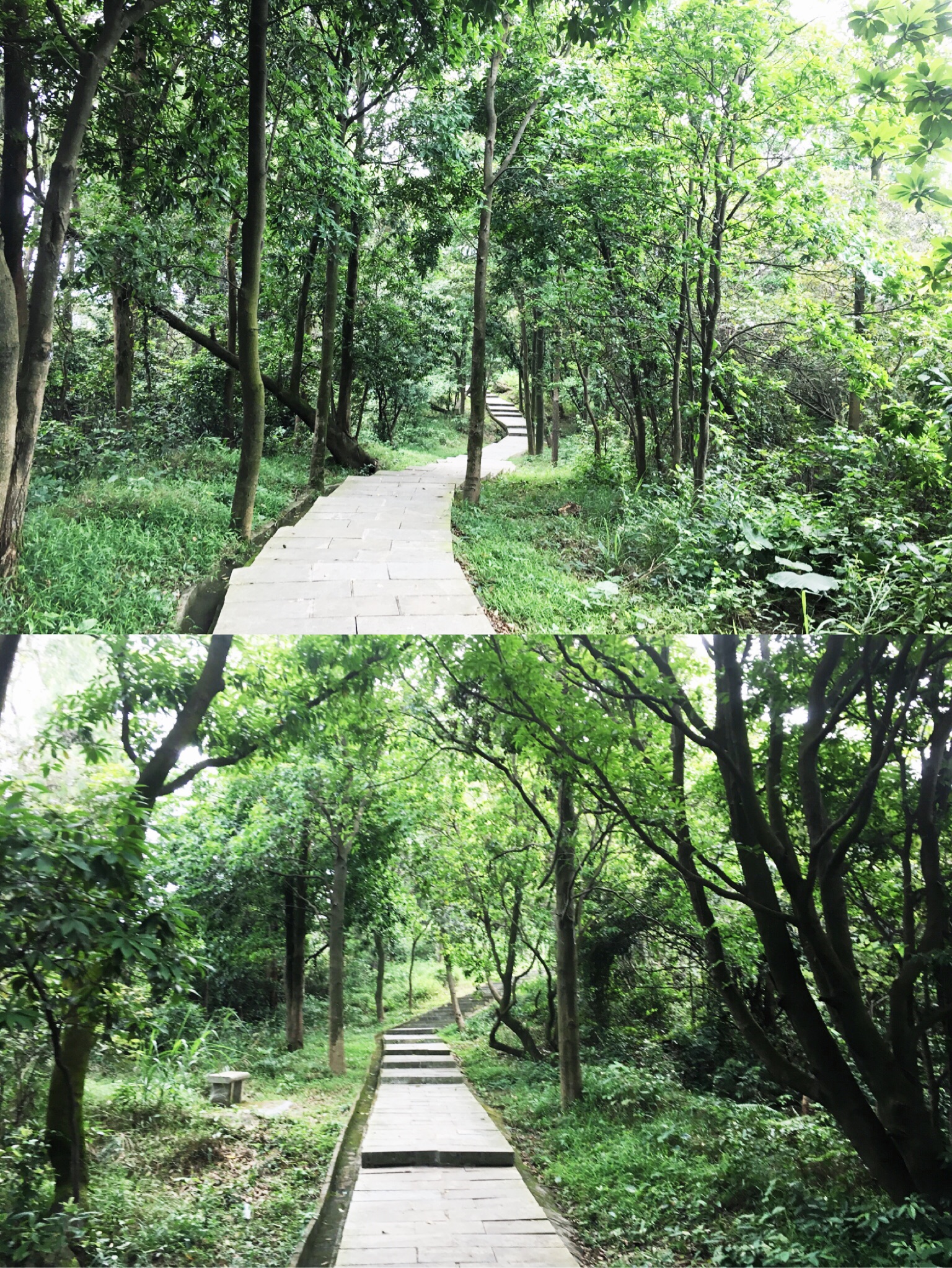 东莞周边｜过了虎门大桥即可到达的小众森林-黄山鲁森林公园