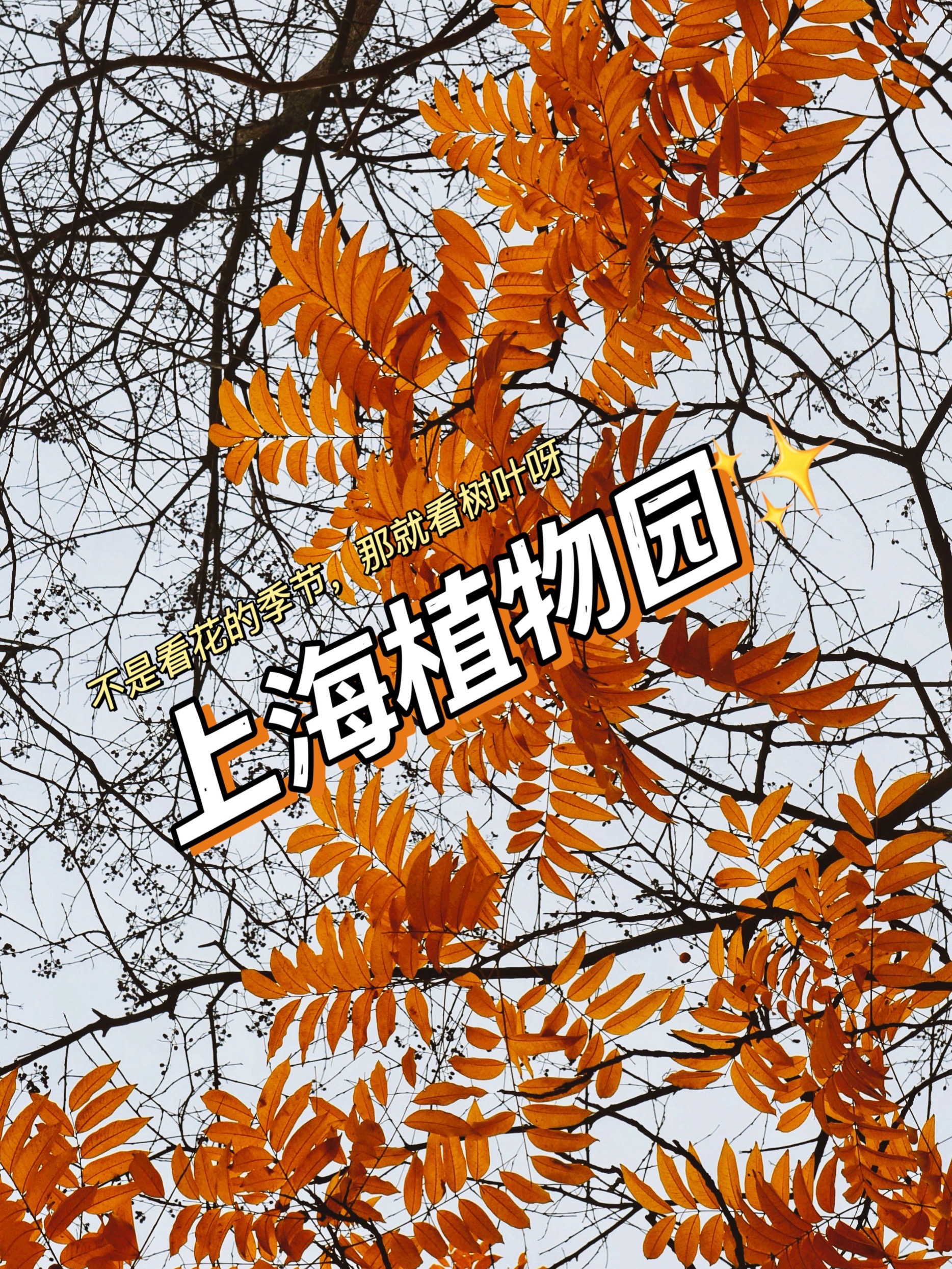 上海｜不是看花的季节，那就来看树叶 啊_上海植物园