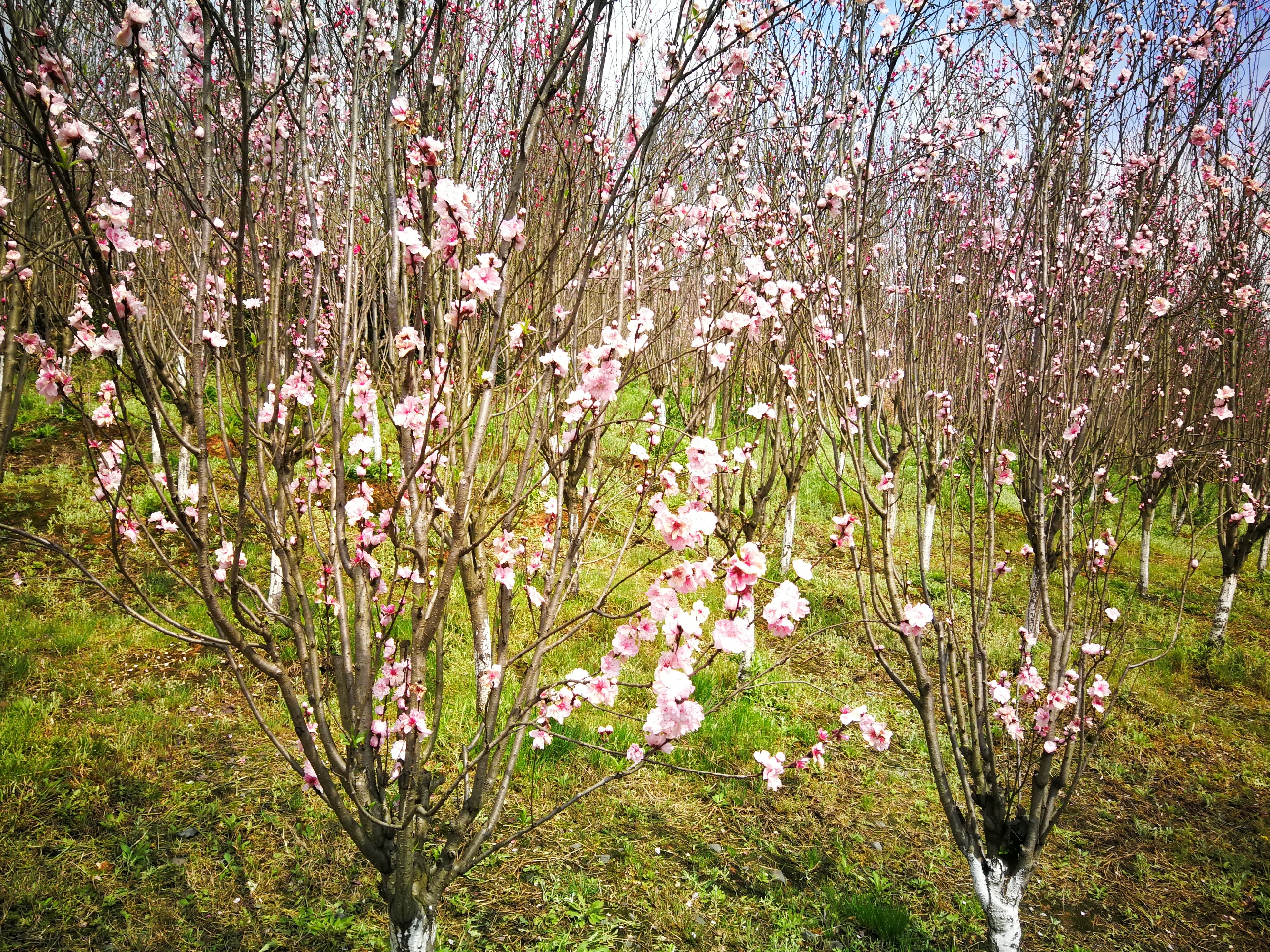 桃花朵朵开_心心念念桃花源，今天，我终于走进你了以万亩盛放的桃林迎接我