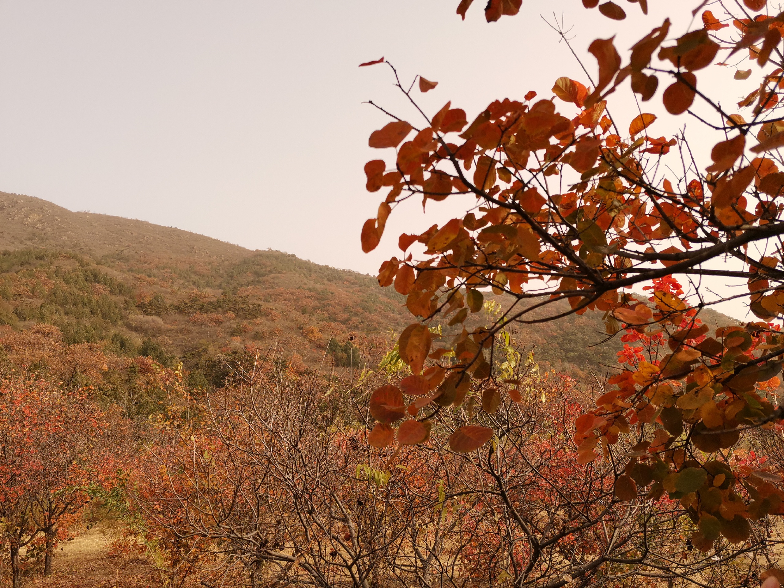 蟒山一日游 本来是想来看秋景，结果爬了一千多级台阶