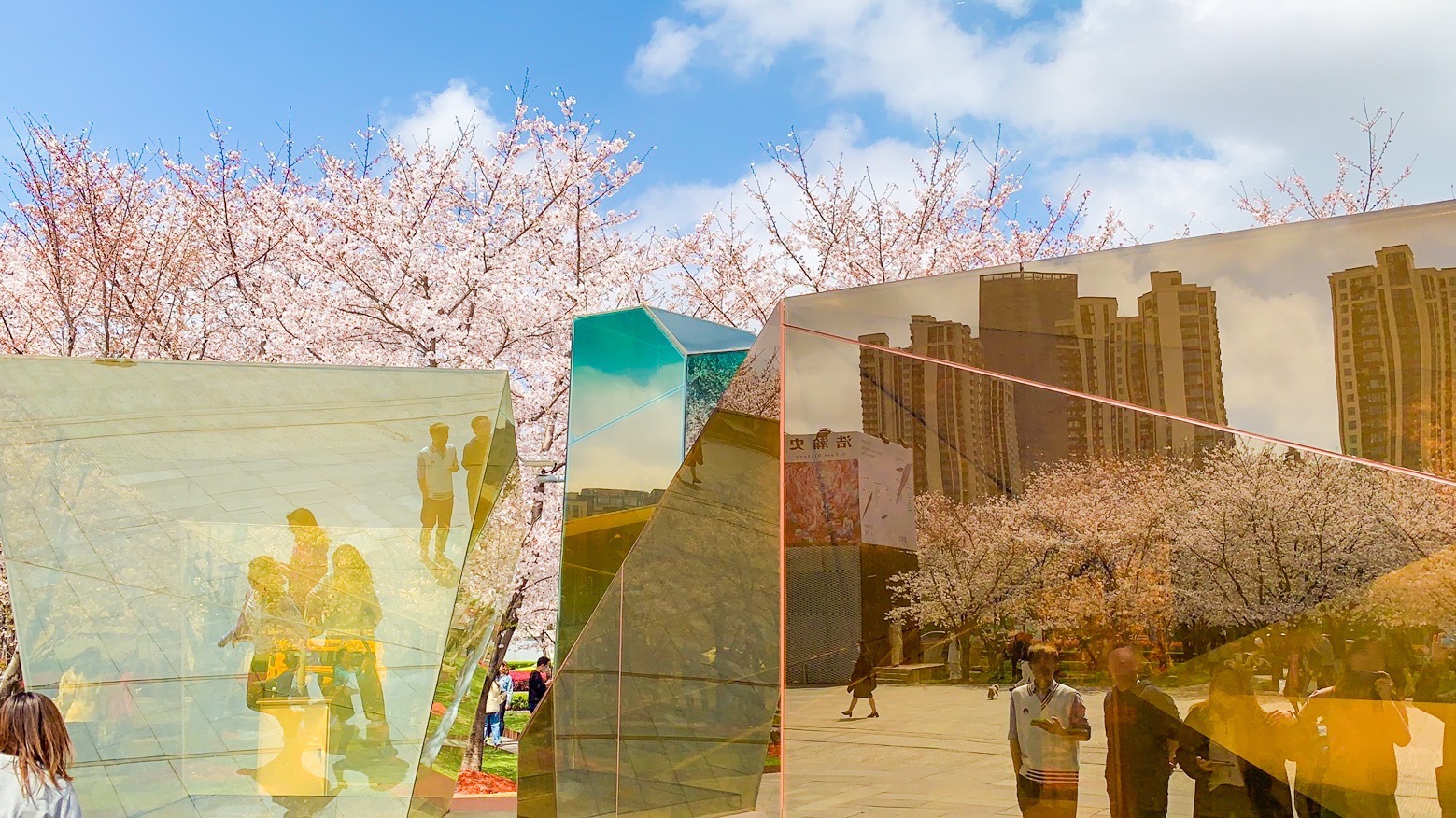 上海·樱花前线｜美翻啦！进入春日最美赏樱季--龙美术馆周围