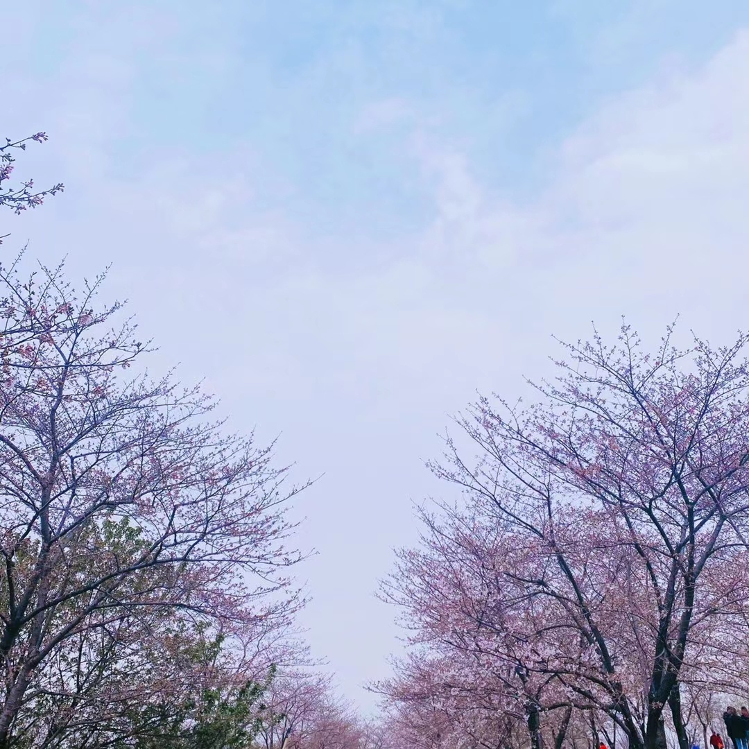 和春天来一场野餐约会—上海辰山植物园