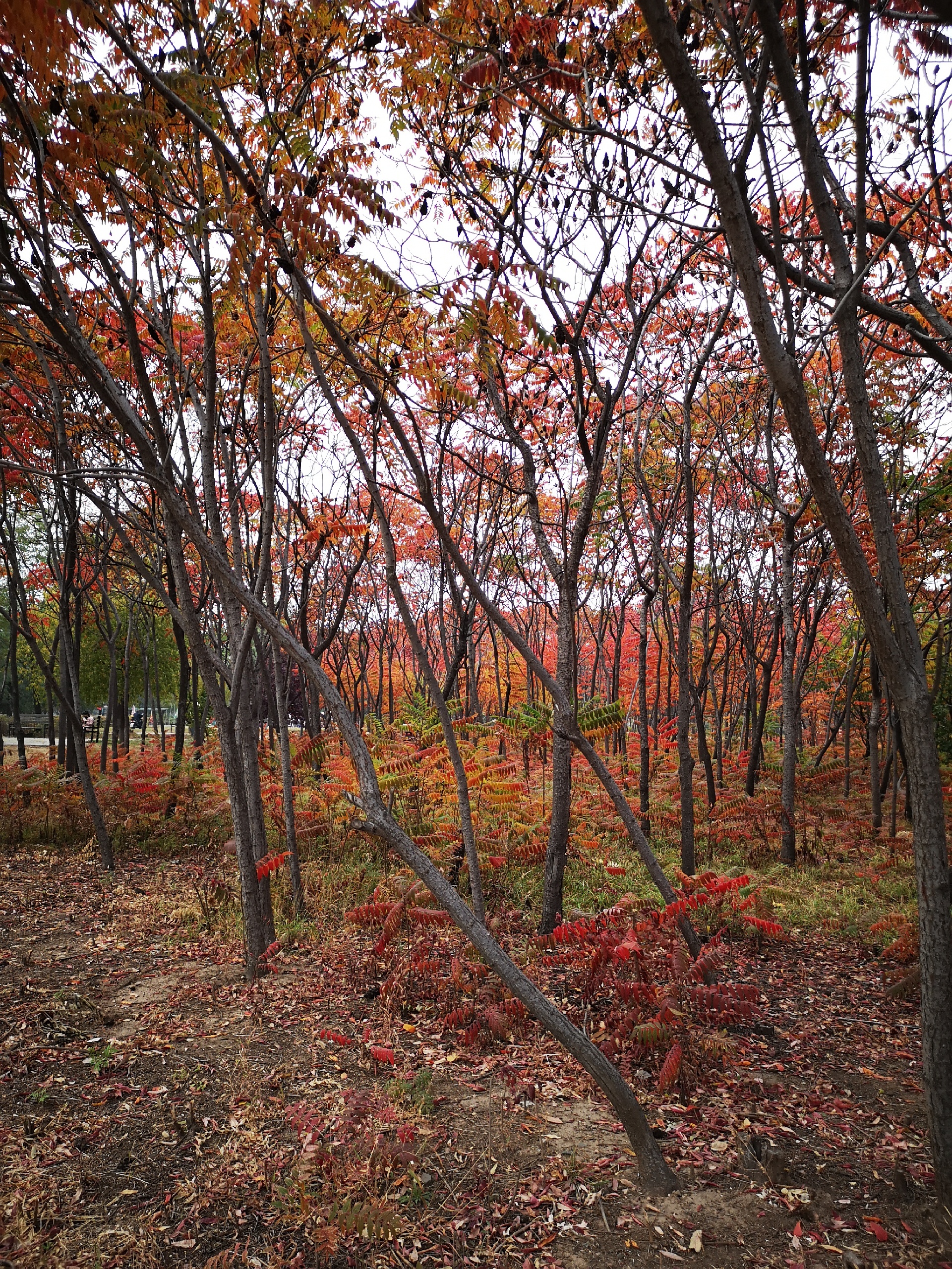 秋天的太子河公园，这里没有枫树，但是火红的火炬树成为了这里的主角