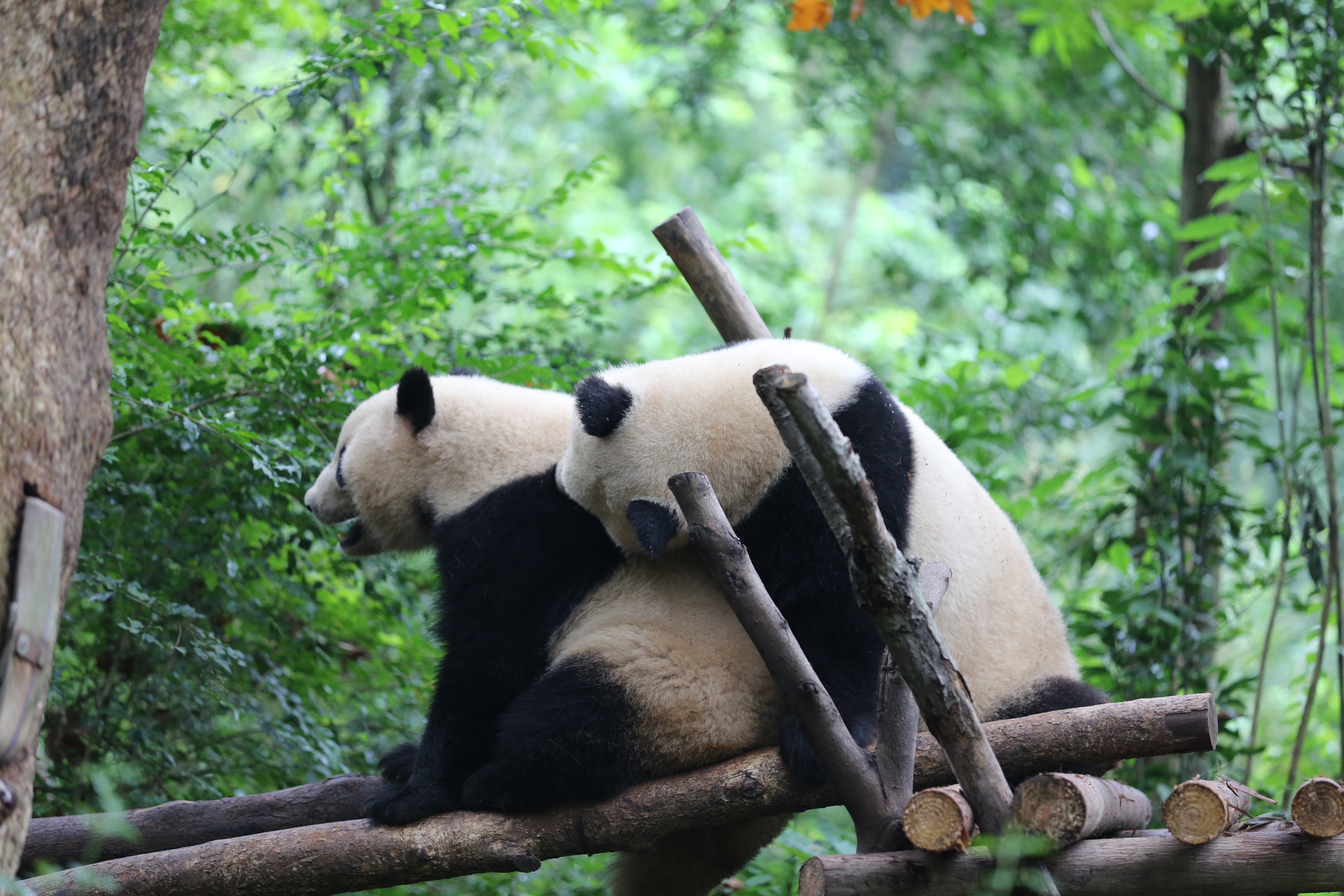 萌萌的大熊猫！很幸运的看到了两只大熊猫玩耍打闹