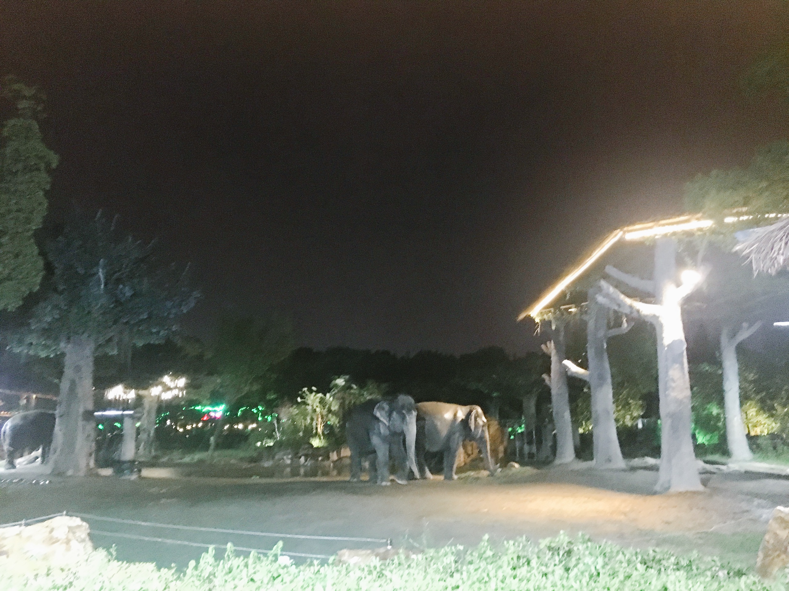 夜幕下的上海野生动物园-这个夏天上海野生动物园也开始运营夜间动物园
