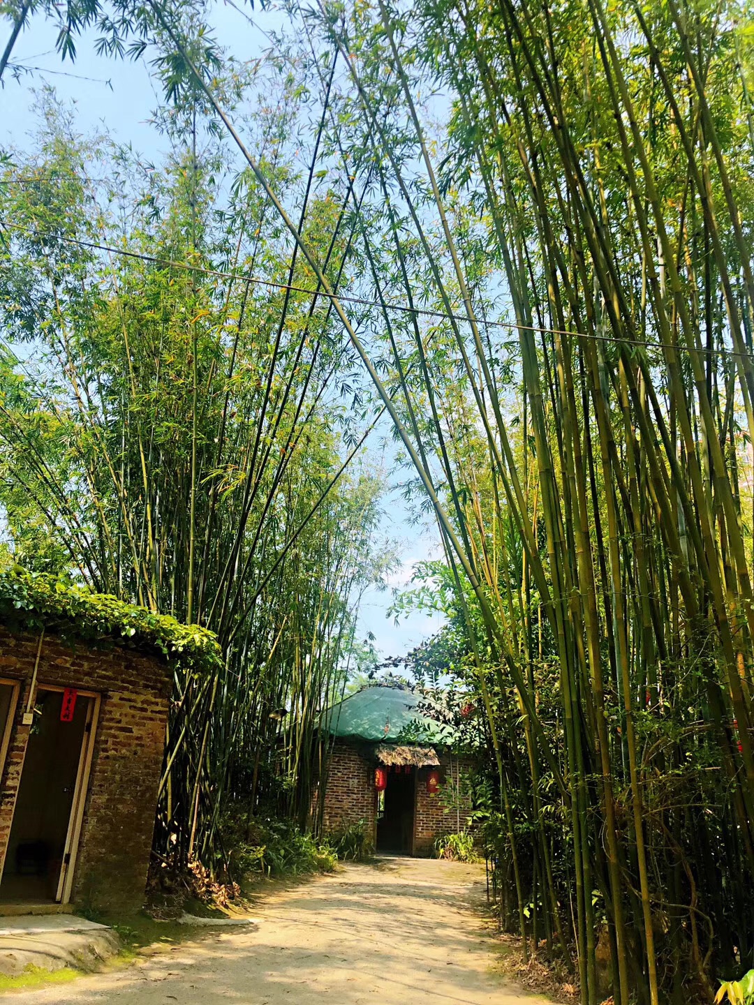 【广东】广宁竹海_它是中国面积最大的竹林