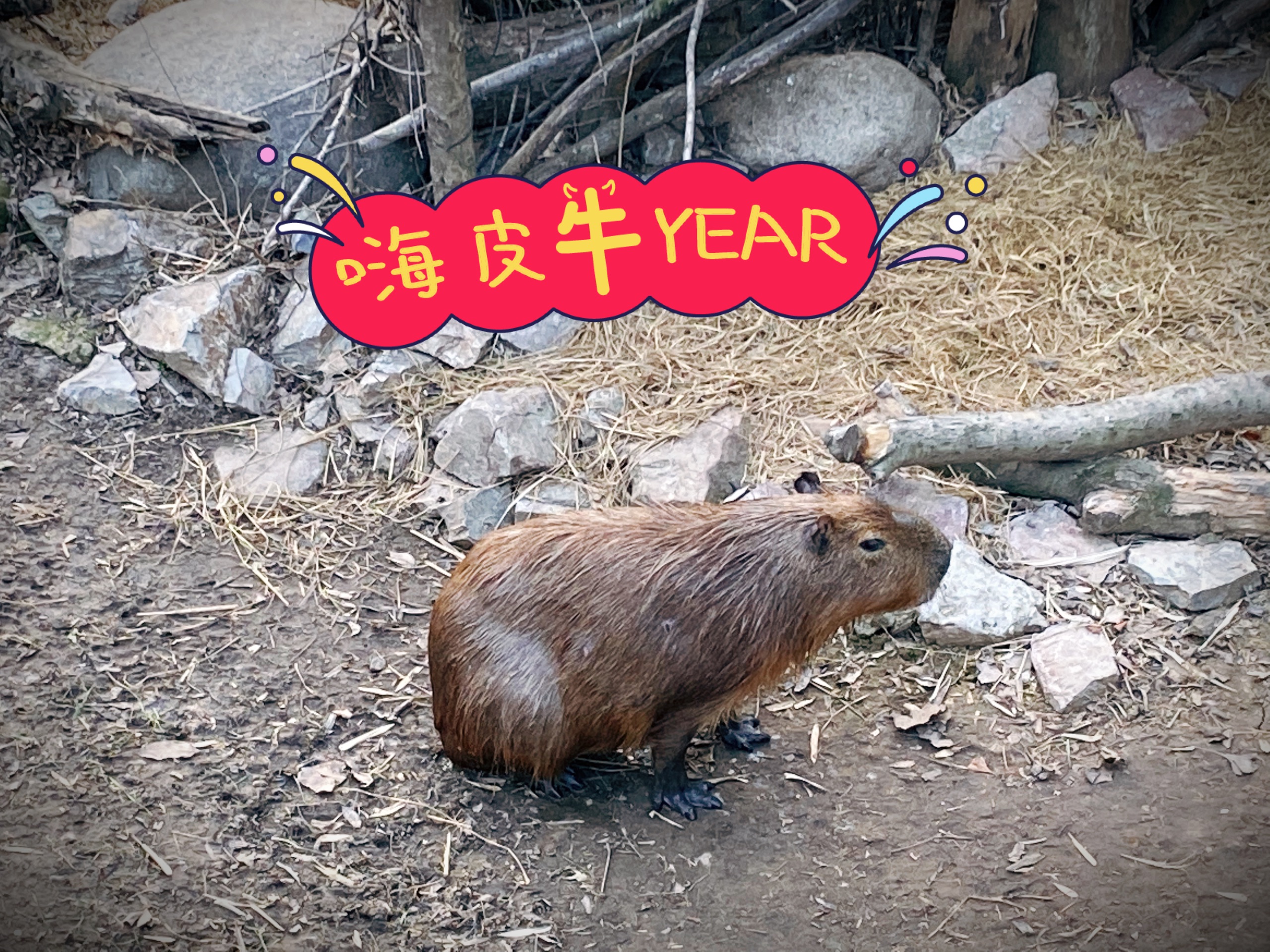 2021大年初二来追童年回忆 南京红山森林动物园
