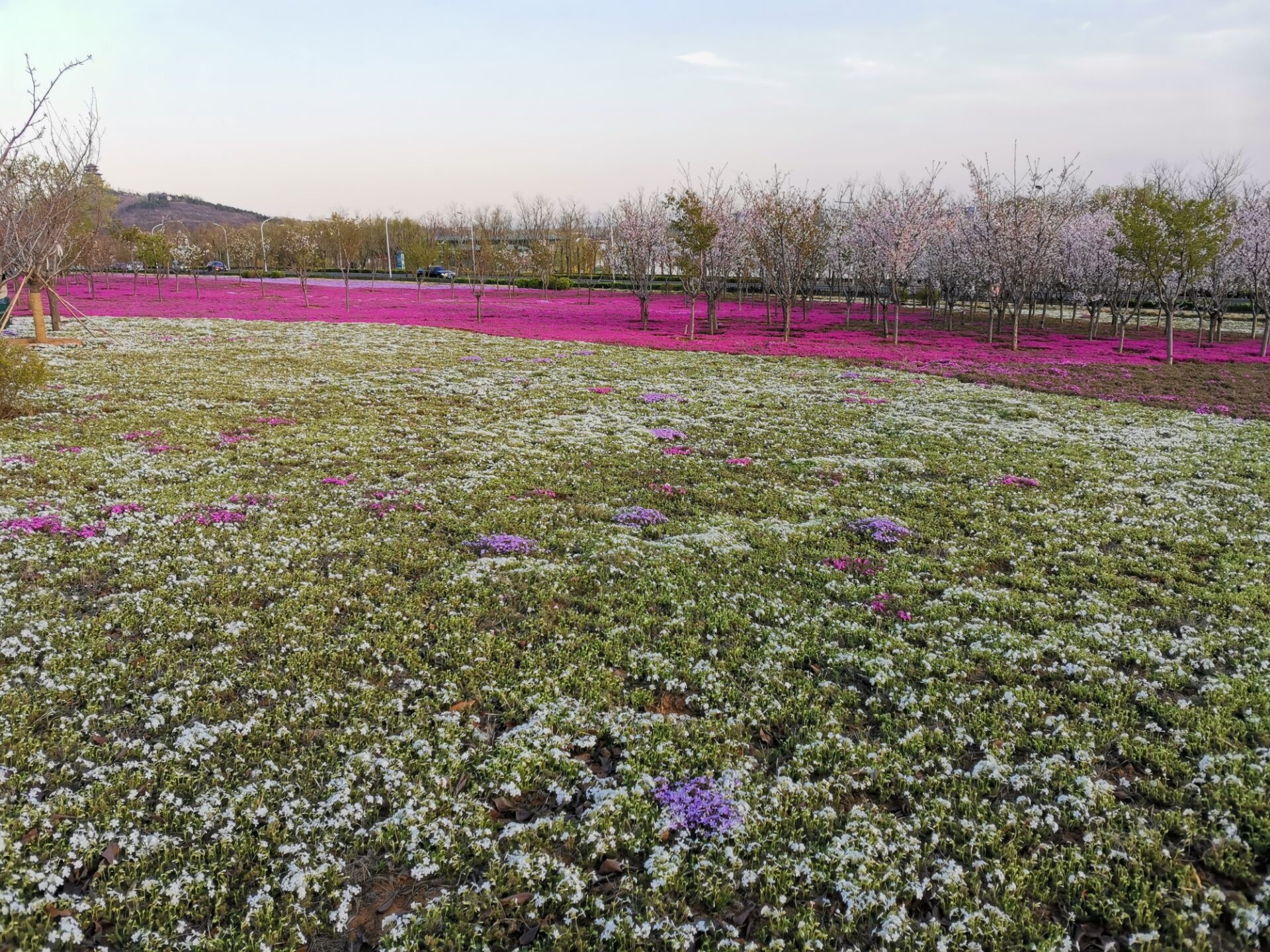 文昌湖花海-文昌湖湖滨公园种植了大量鲜花，梨花、桃花