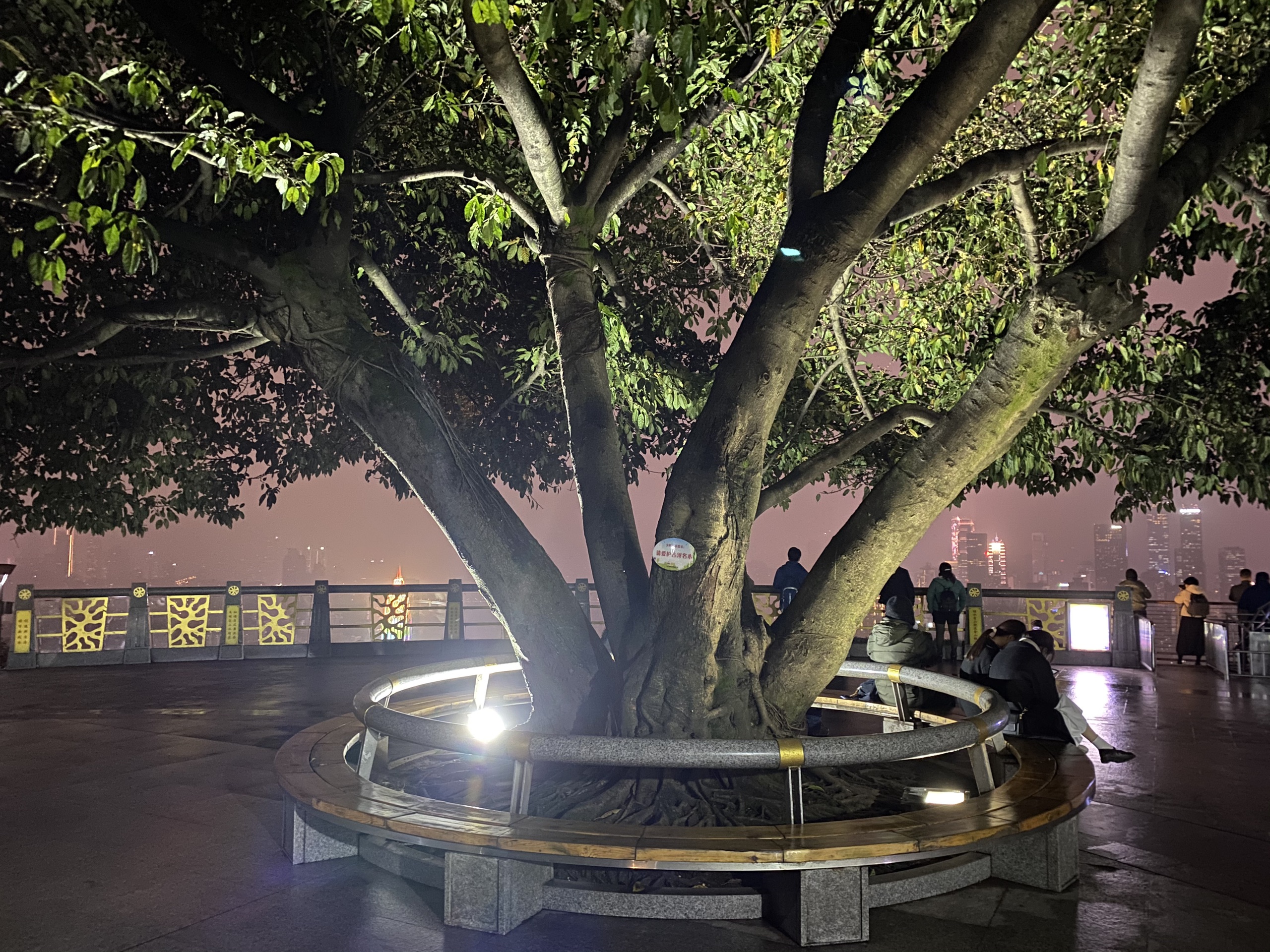 南山一棵树-2020年最新重庆南山一棵树观景台图片大全