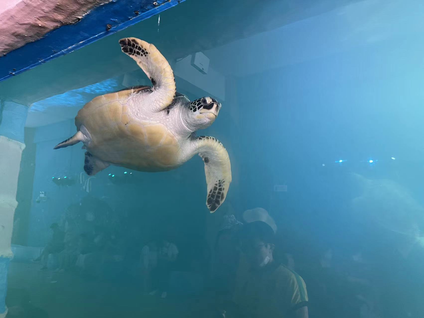 2022周末好去处之惠东两日游_惠东港口海龟国家级自然保护区