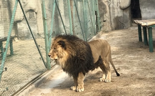 郑州市动物园地方不小，动物种类不算多，就是大型猛兽比较少