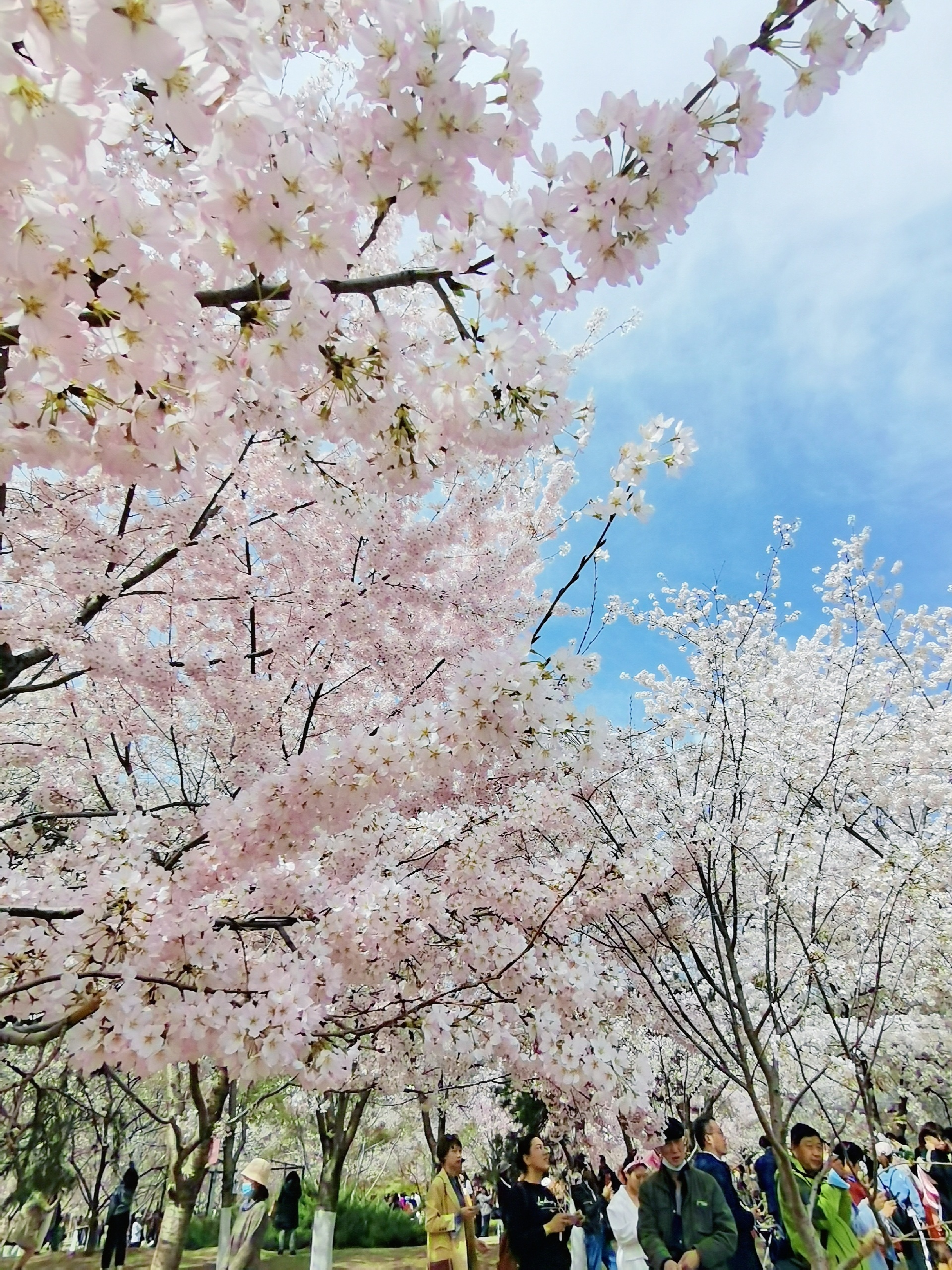 待君有余暇 ，看春赏樱花。去玉渊潭感受一下园内浪漫樱花的美好氛围