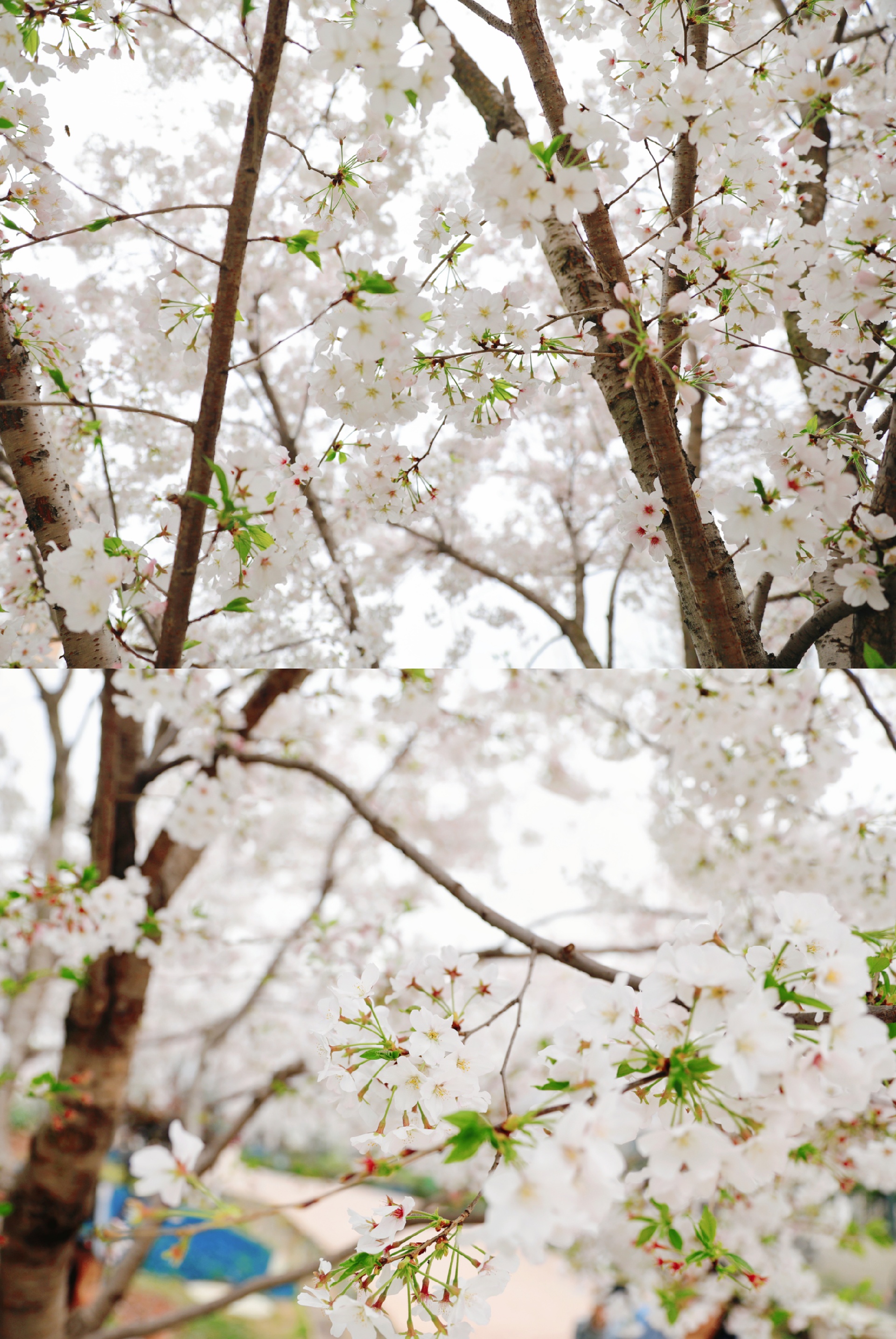 周末时光|漫花庄园 春日赏樱季，来成都邂逅一场樱花雨