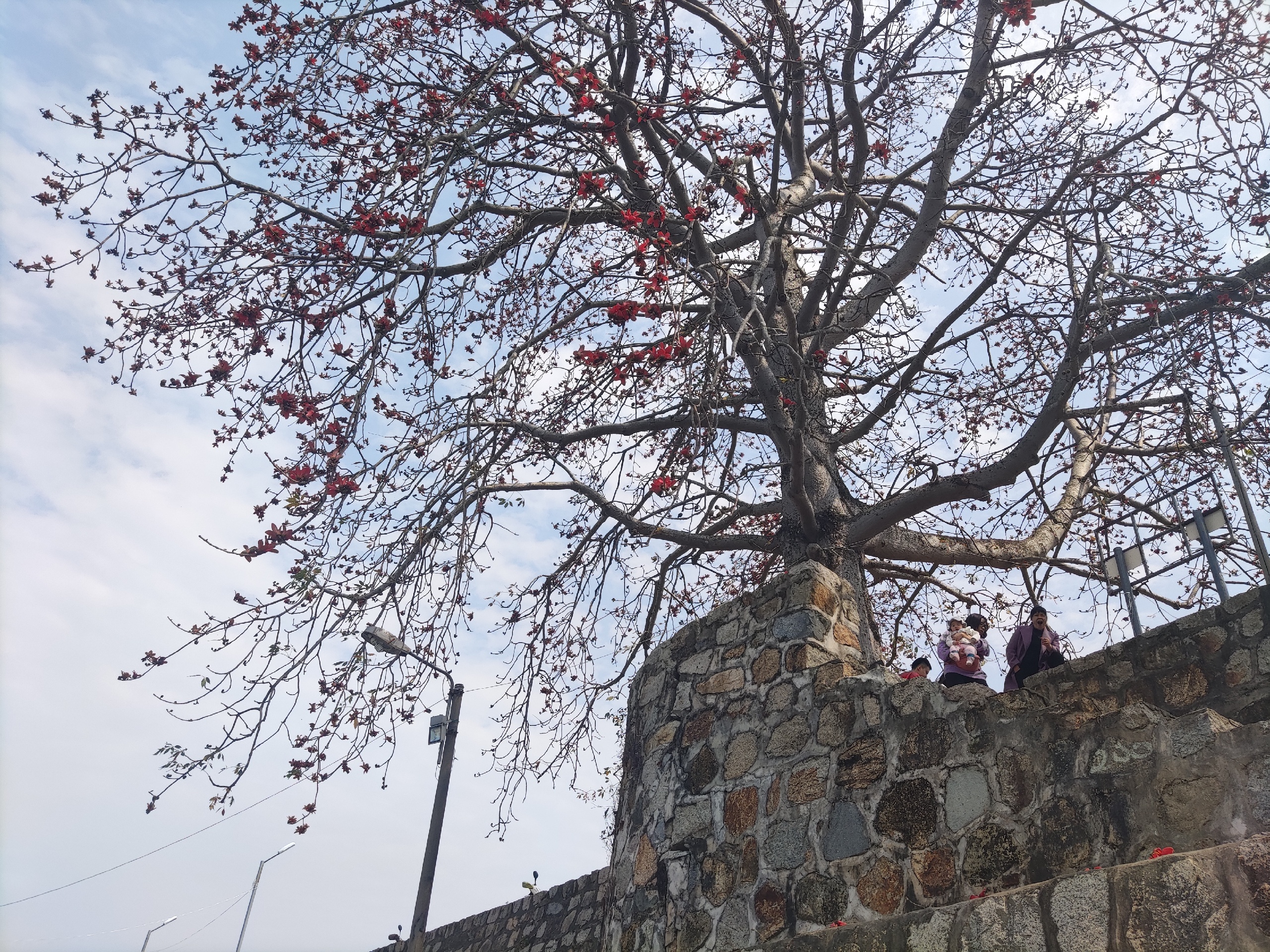 长成垂杨柳的英雄树真是风情万种~最佳观赏期:每年1-3月
