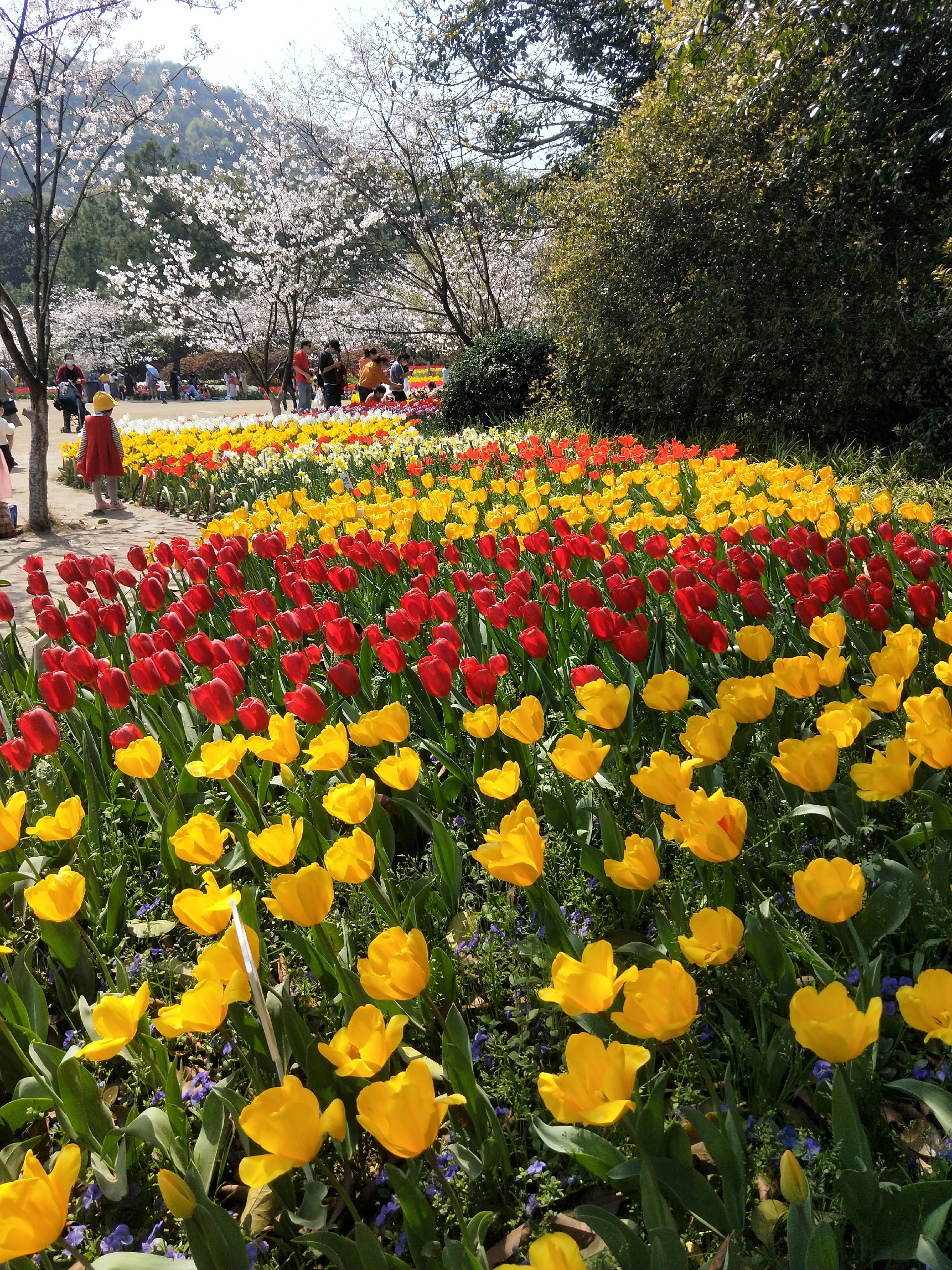 杭州的春天有多美，来太子湾公园看看郁金香花海就知道了！