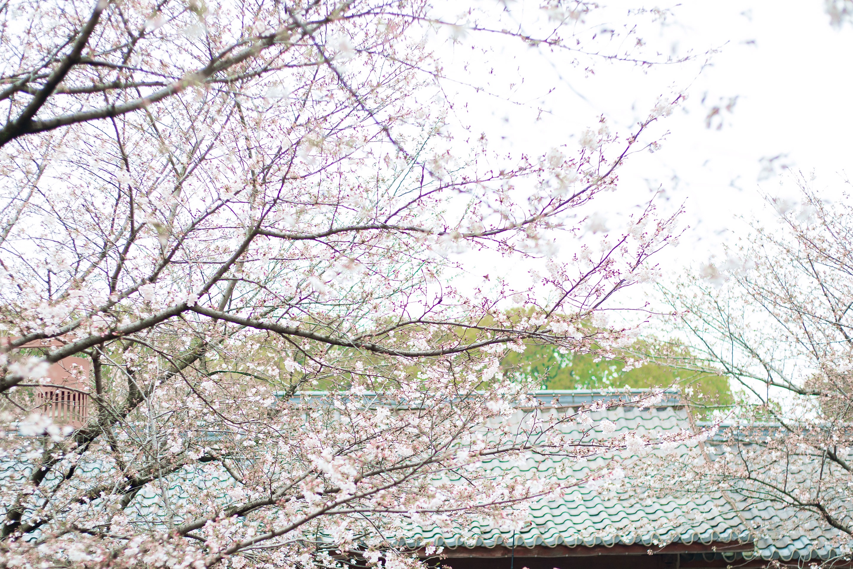 鼋头渚樱花节——2021太湖鼋头渚风景区-樱花谷带娃赏樱花的日子