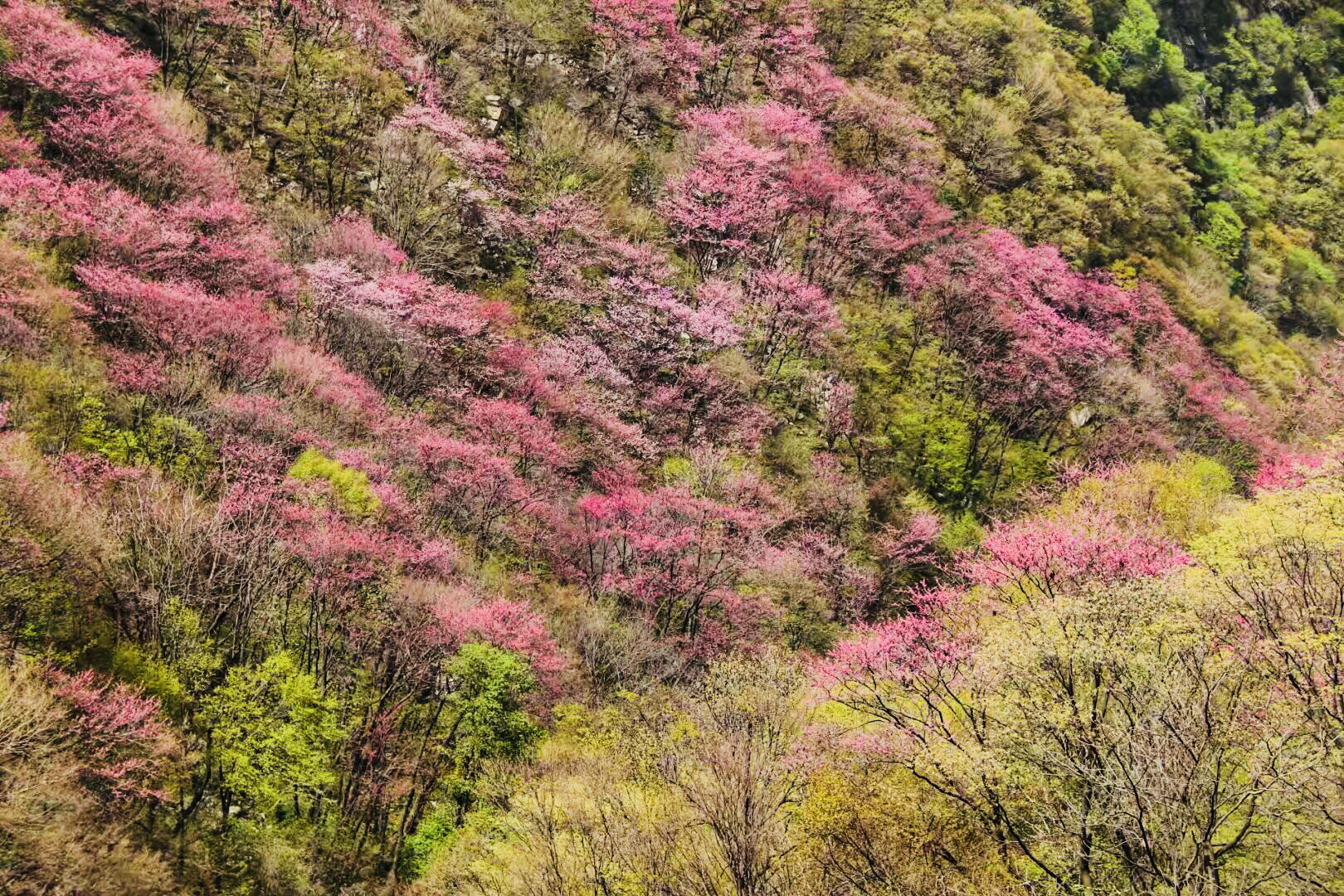 紫荆春色藏不住，太平花开正当时_太平国家森林公园