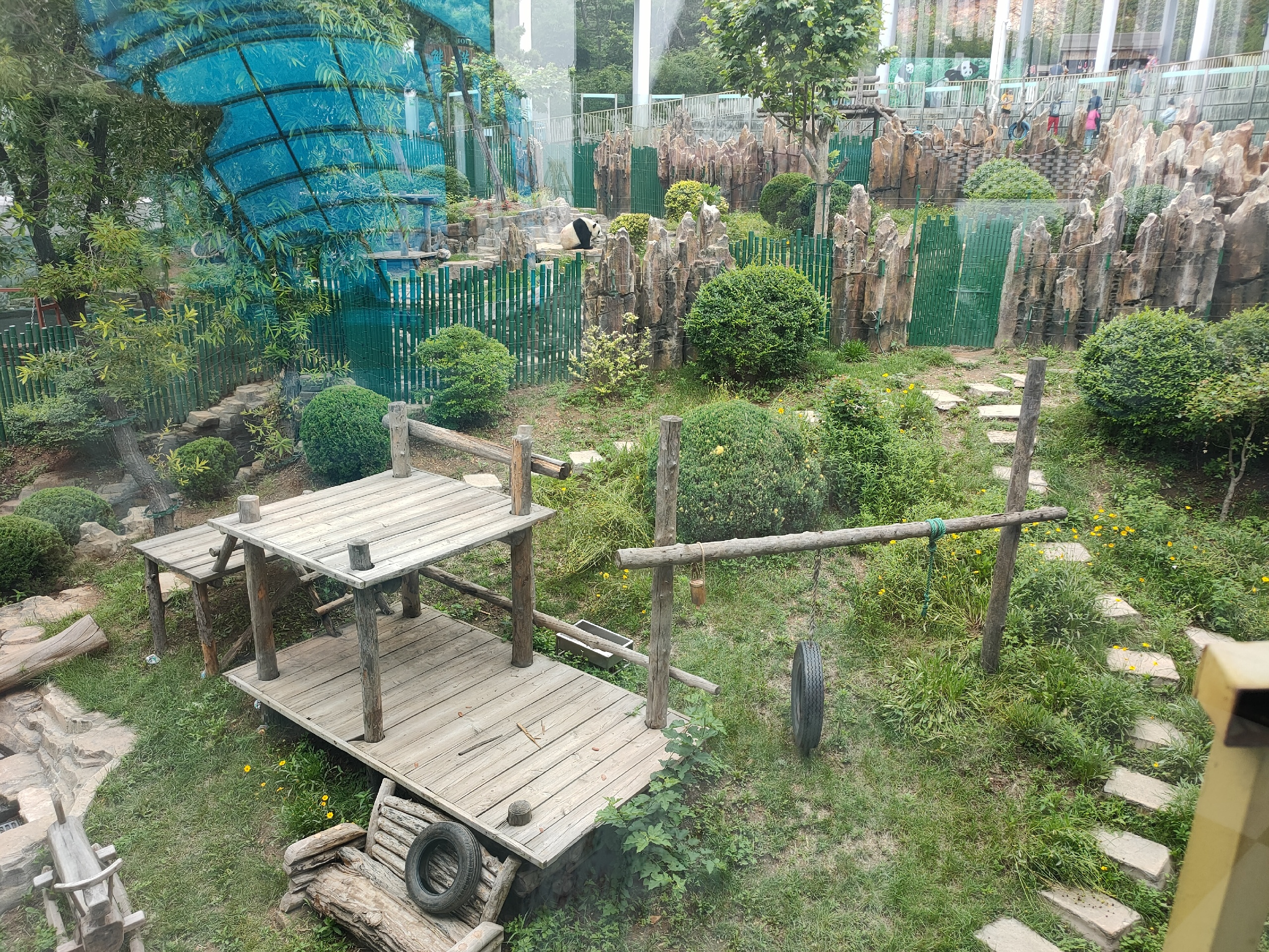 大连森林动物园里看国宝熊猫