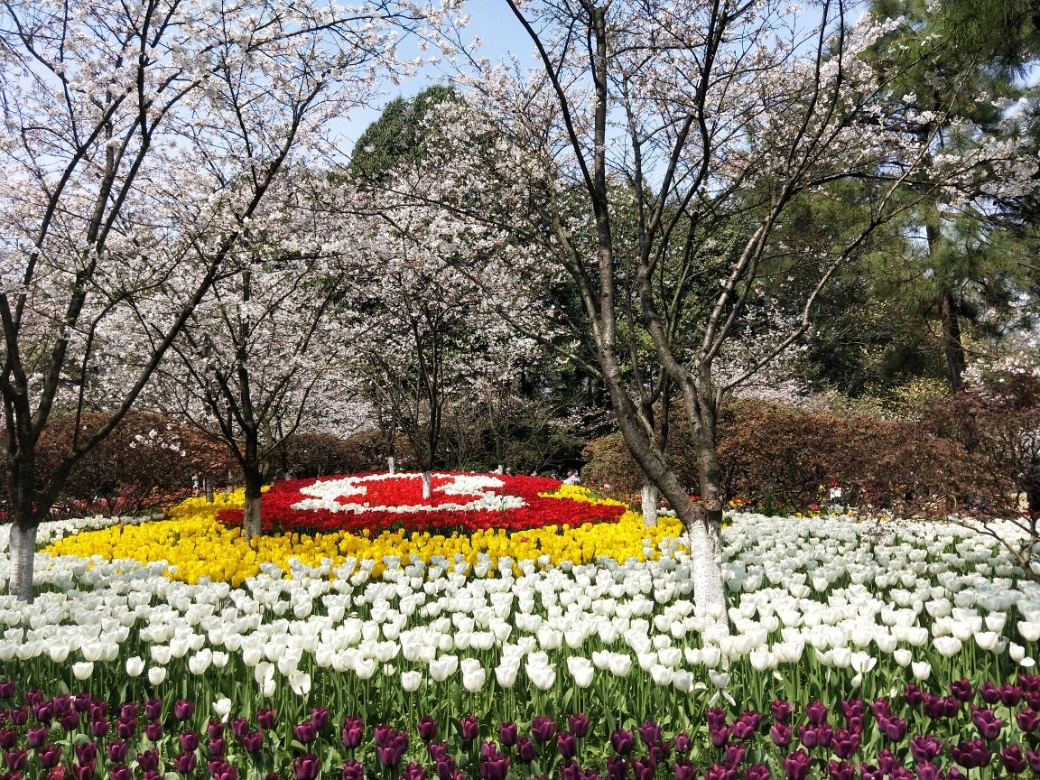 300余株盛开的樱花遇见郁金香_太子湾公园