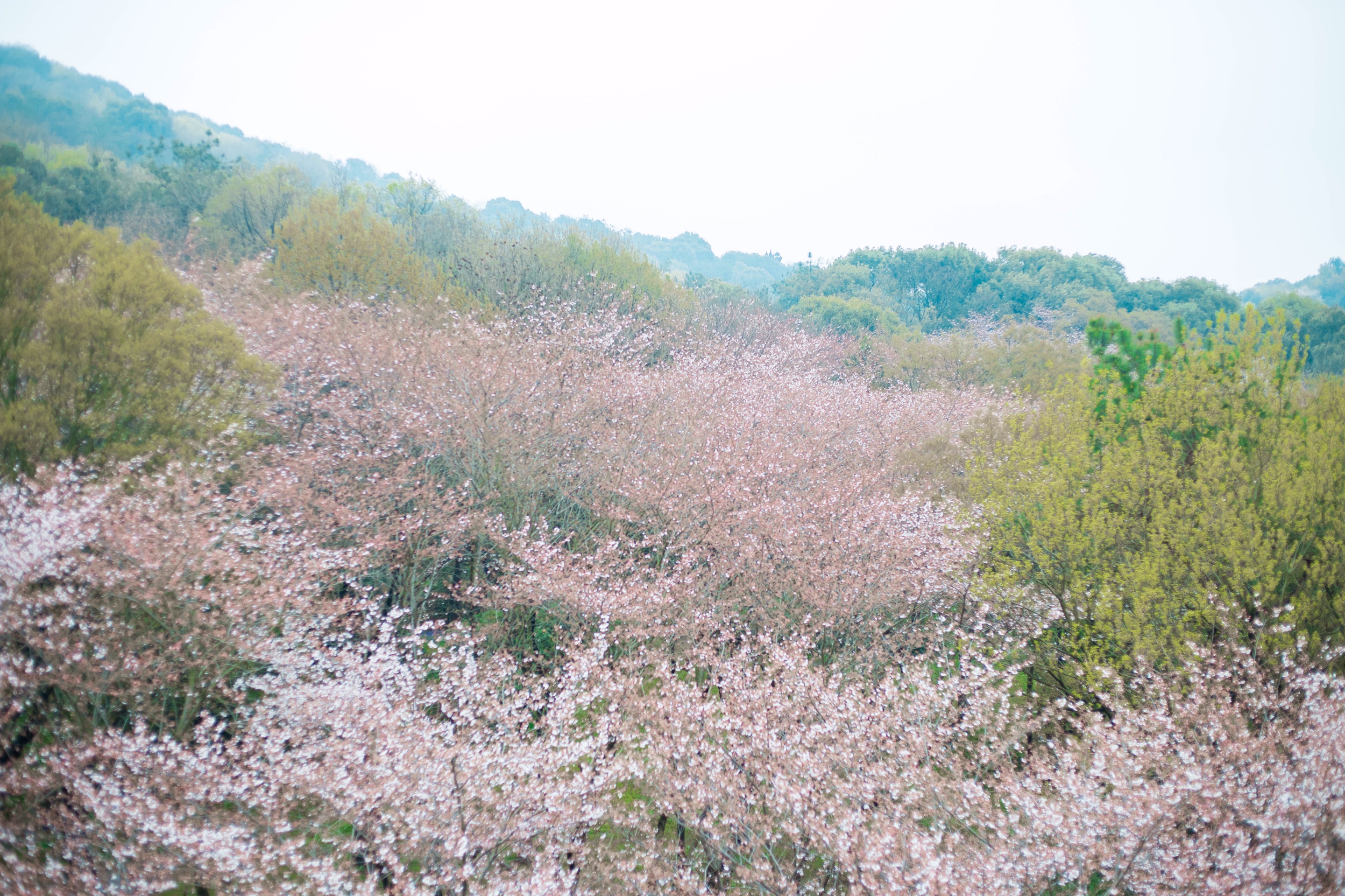 鼋头渚樱花节——2021太湖鼋头渚风景区-樱花谷带娃赏樱花的日子